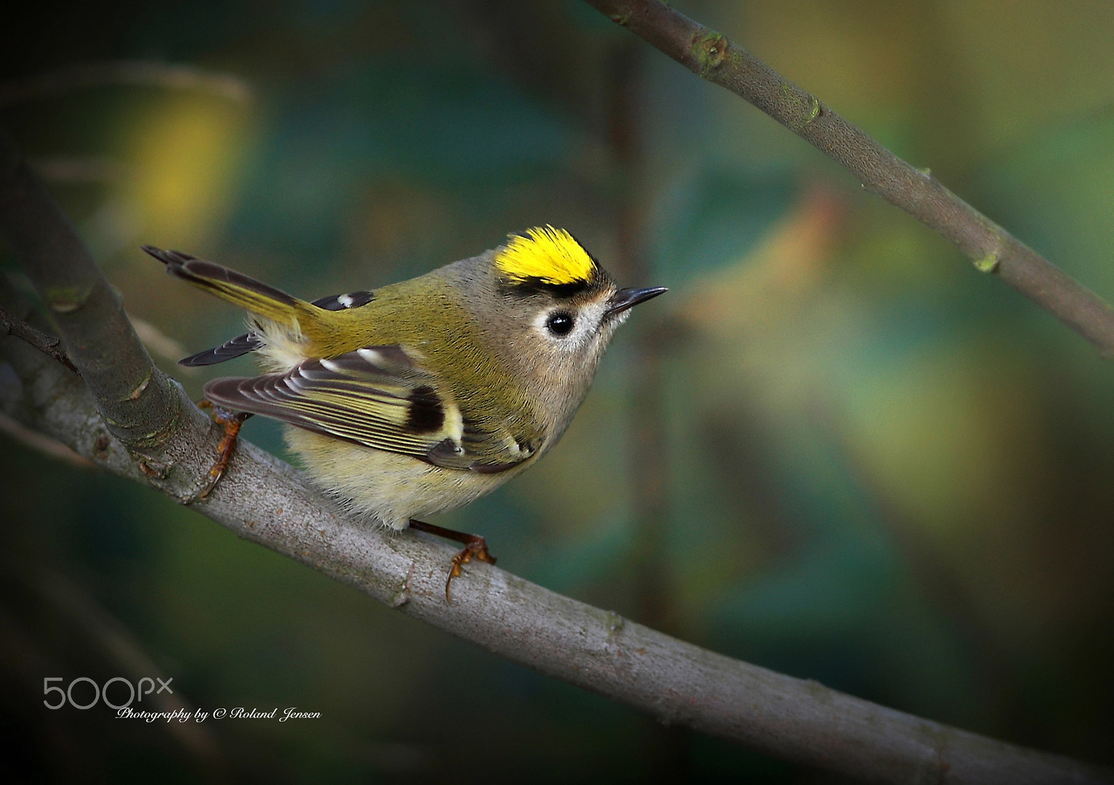 Canon EOS 40D + Canon EF 300mm F2.8L IS USM sample photo. Goldcrest photography