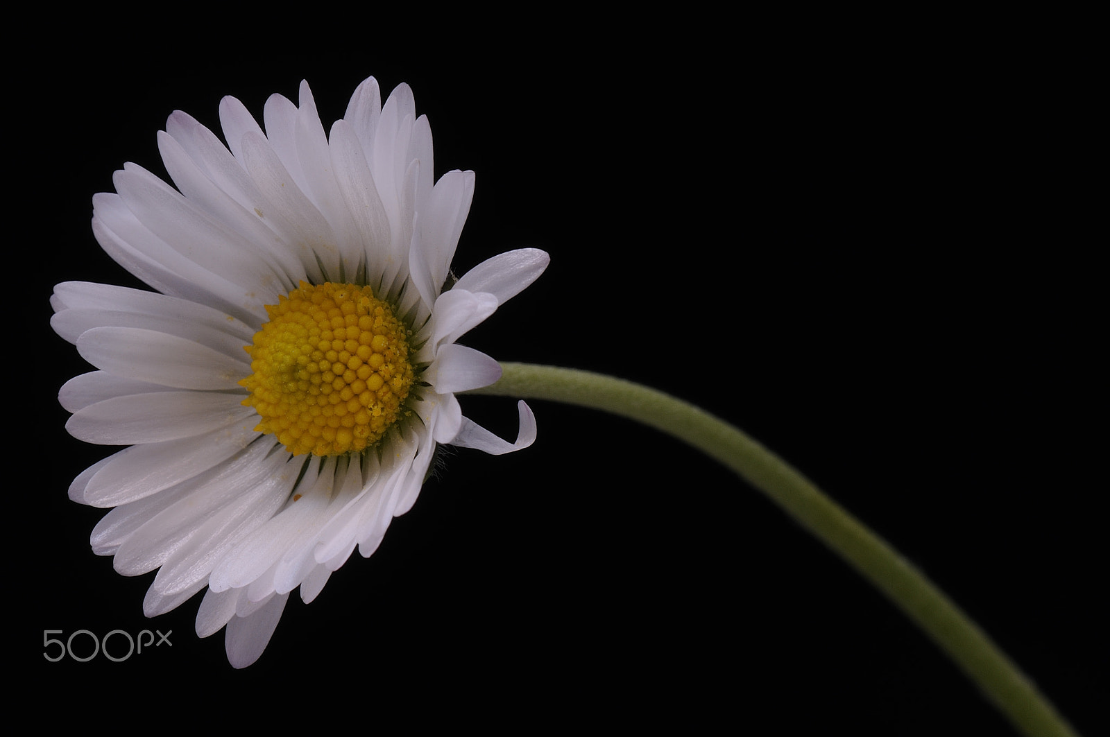 Nikon AF-S DX Micro-Nikkor 85mm F3.5G ED VR sample photo. Margherita(daisy) photography