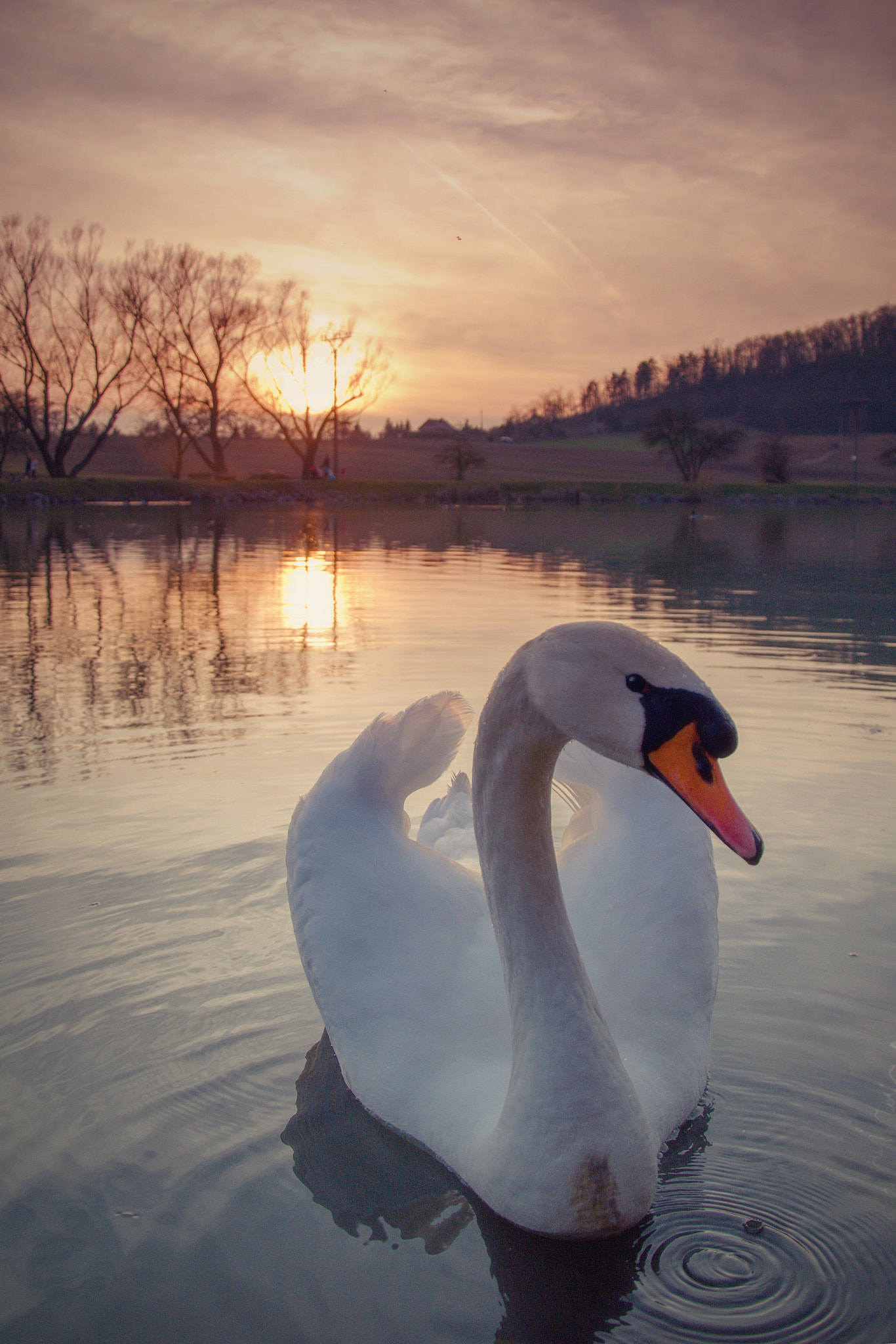 Nikon D7100 + 18.00 - 105.00 mm f/3.5 - 5.6 sample photo. Sunset swan photography