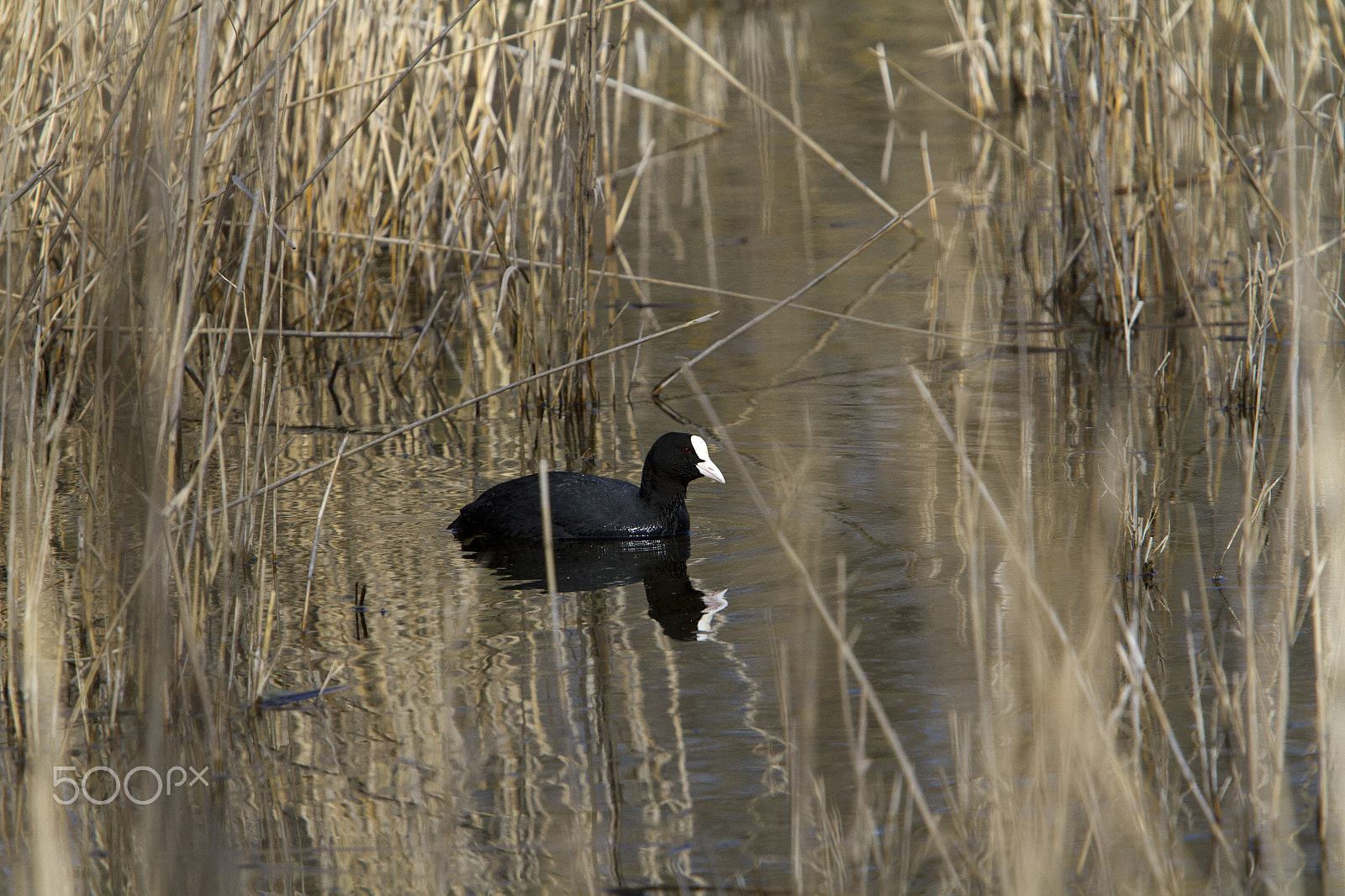 Canon EOS 7D + Canon EF 70-200mm F2.8L USM sample photo. Folaga photography