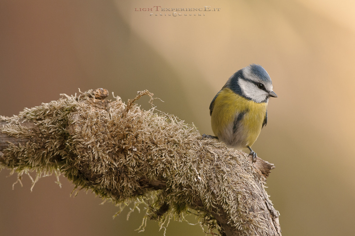 Nikon AF-S Nikkor 300mm F2.8G ED VR II sample photo. As a framework... photography