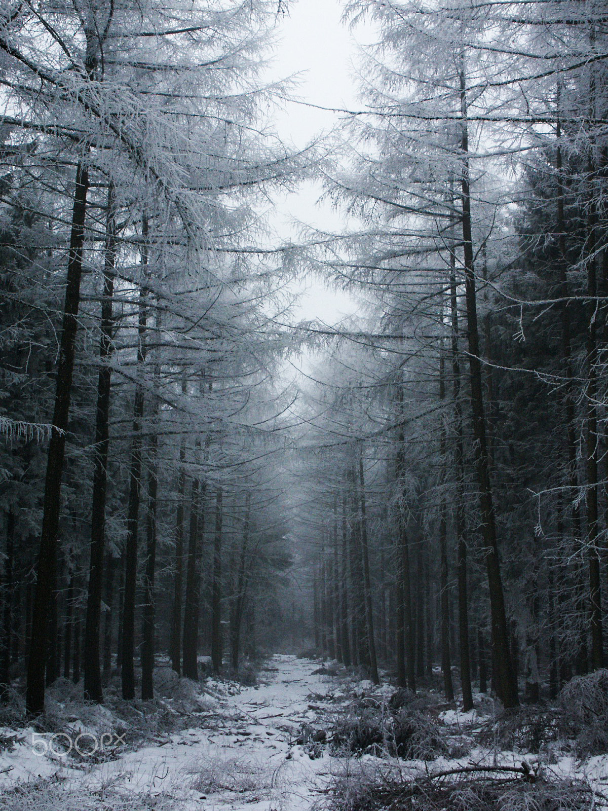 KONICA MINOLTA DiMAGE 7 sample photo. Tree-road in snow photography