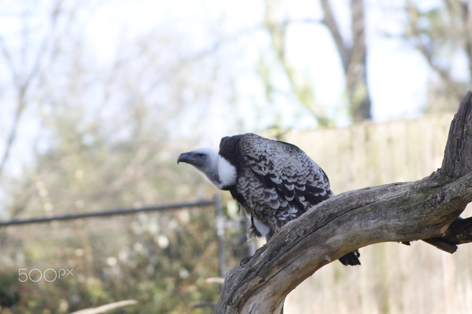 Canon EF 70-210mm f/3.5-4.5 USM sample photo. Vulture photography