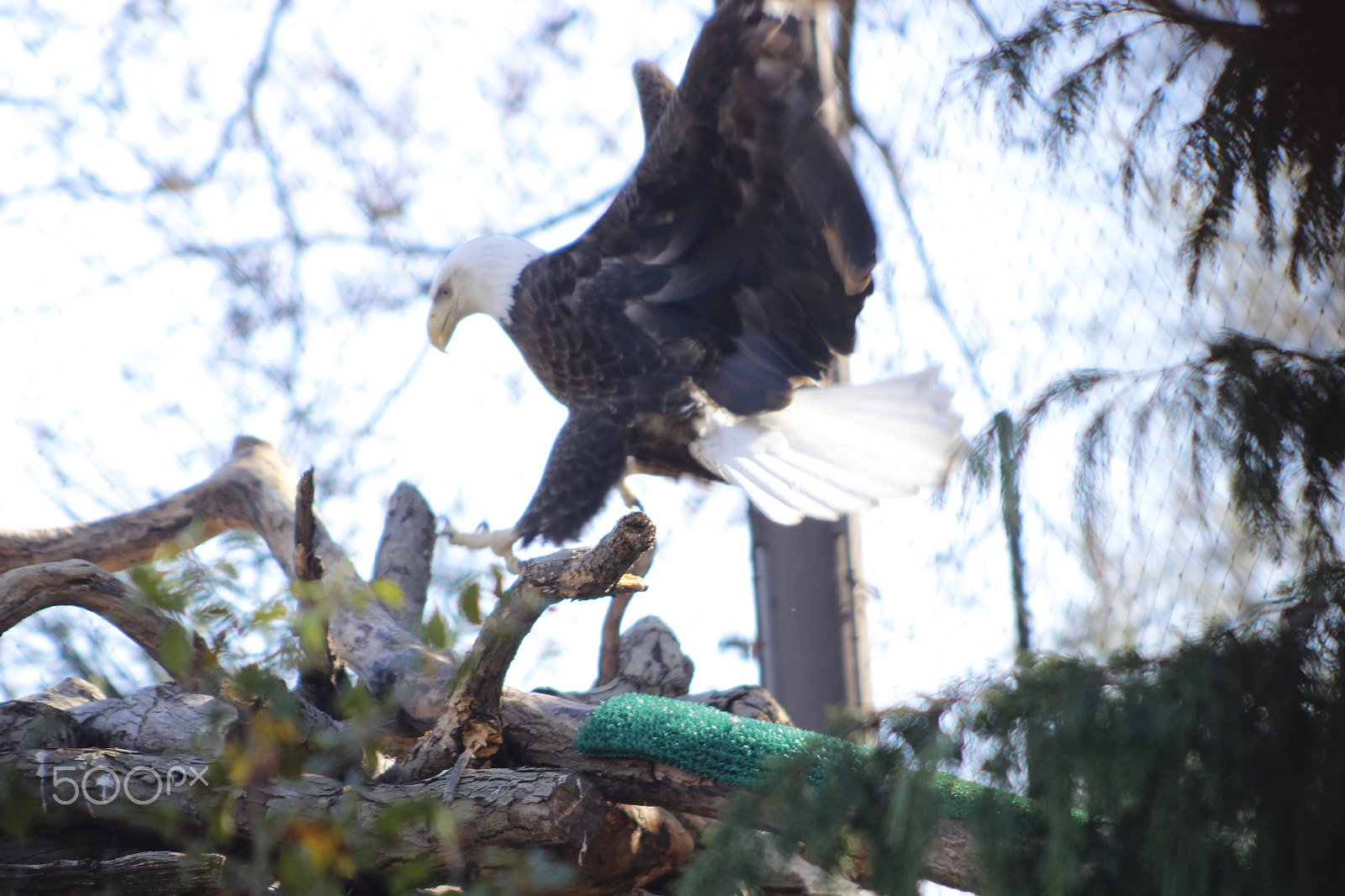 Canon EF 70-210mm f/3.5-4.5 USM sample photo. Eagle photography
