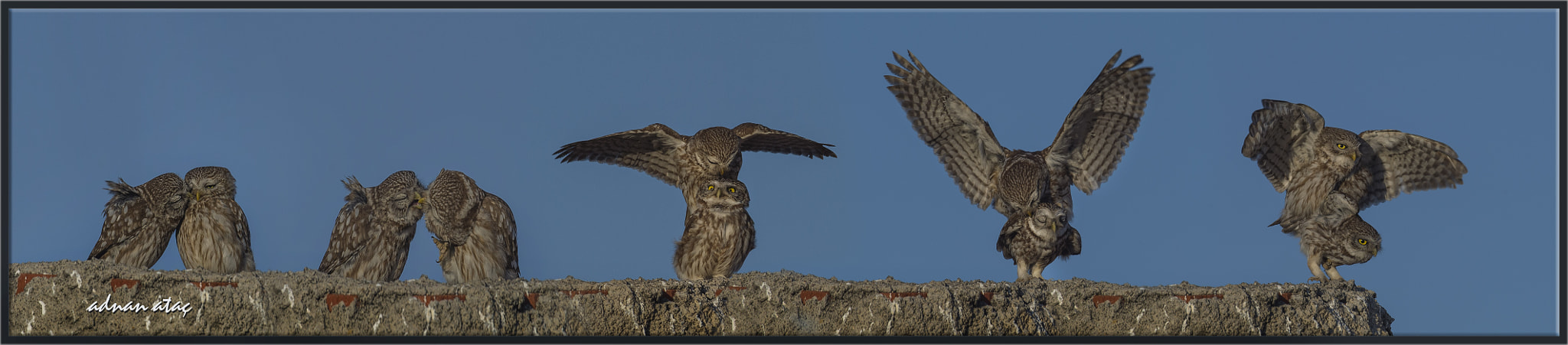 Sigma 300-800mm F5.6 EX DG HSM sample photo. Kukumav - little owl - athene noctua photography