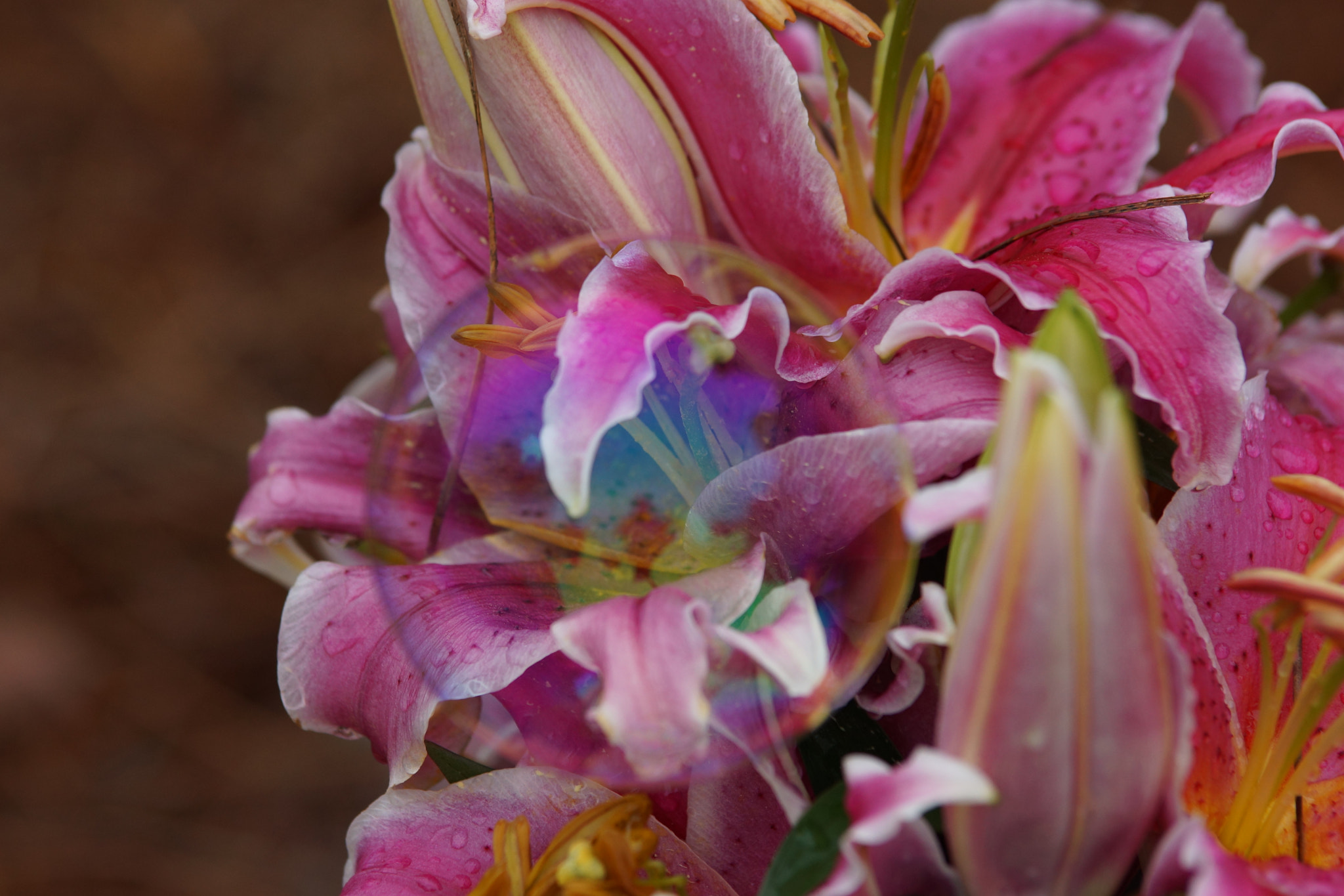 Sony SLT-A77 + Tamron Lens (255) sample photo. Easterbubble photography
