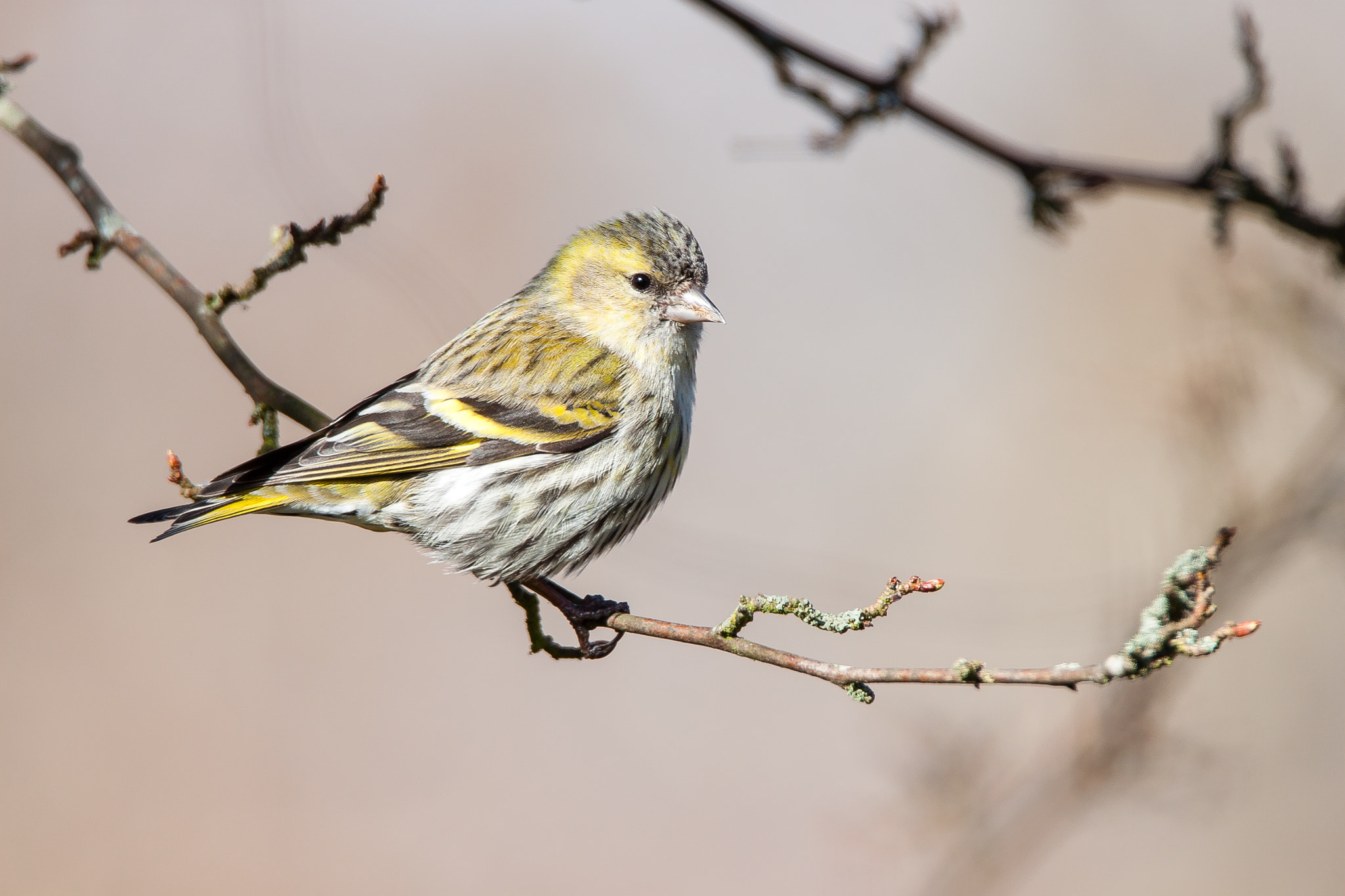 Canon EOS 500D (EOS Rebel T1i / EOS Kiss X3) sample photo. Yellowhammer resting on a branch photography