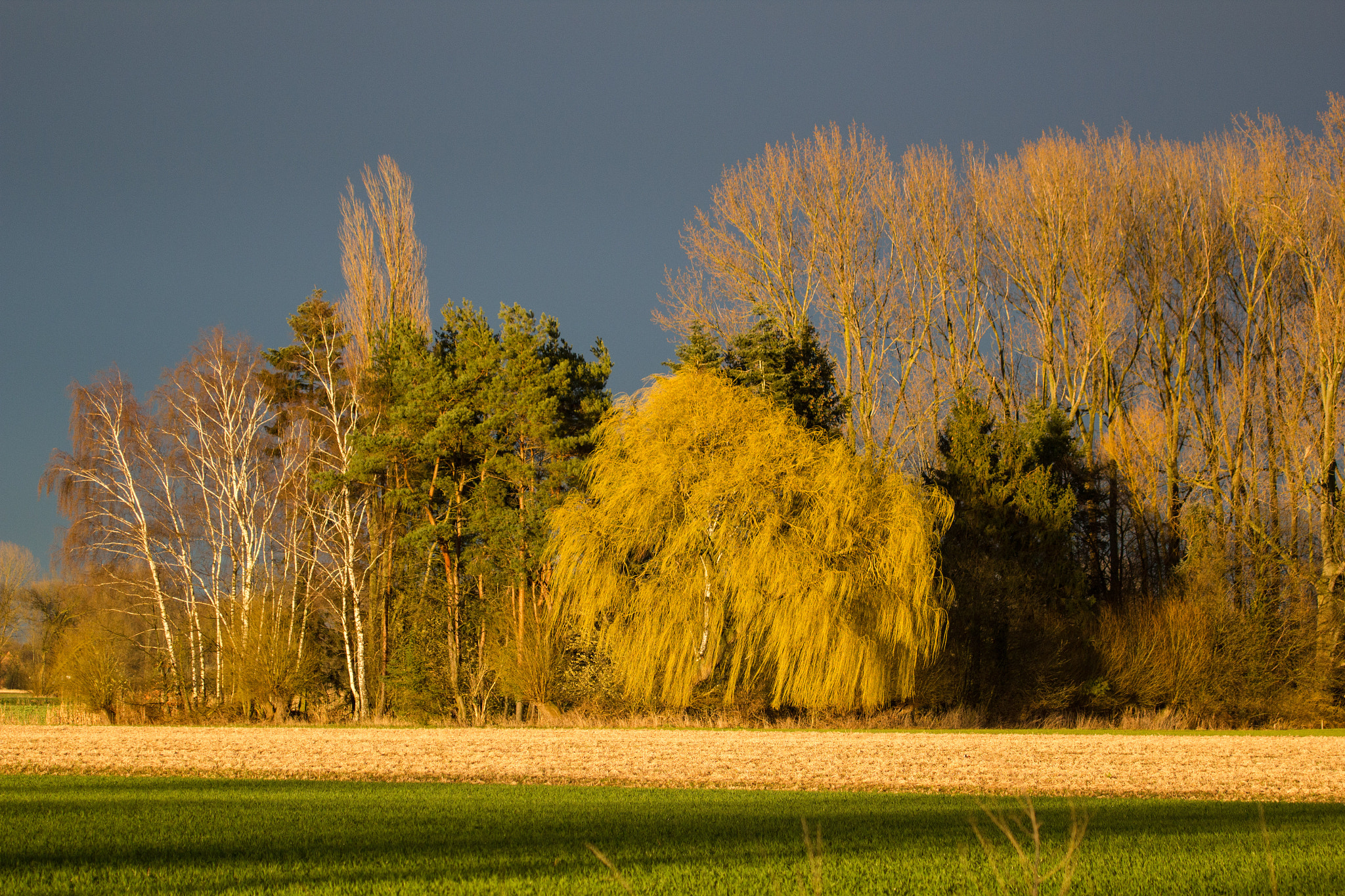 Canon EF 100-400mm F4.5-5.6L IS USM sample photo. Trees in the sun photography