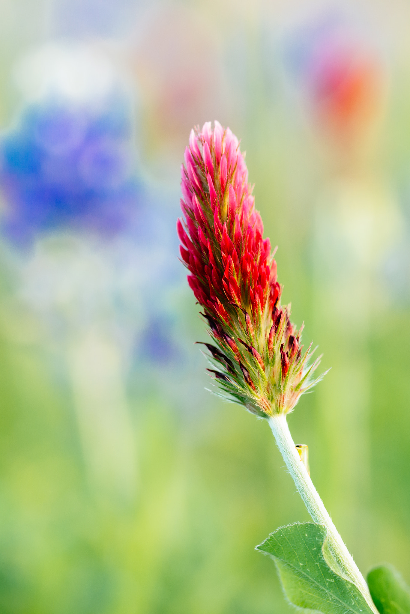 ZEISS Makro-Planar T* 100mm F2 sample photo. Celosia argentea "ruby parfait" photography