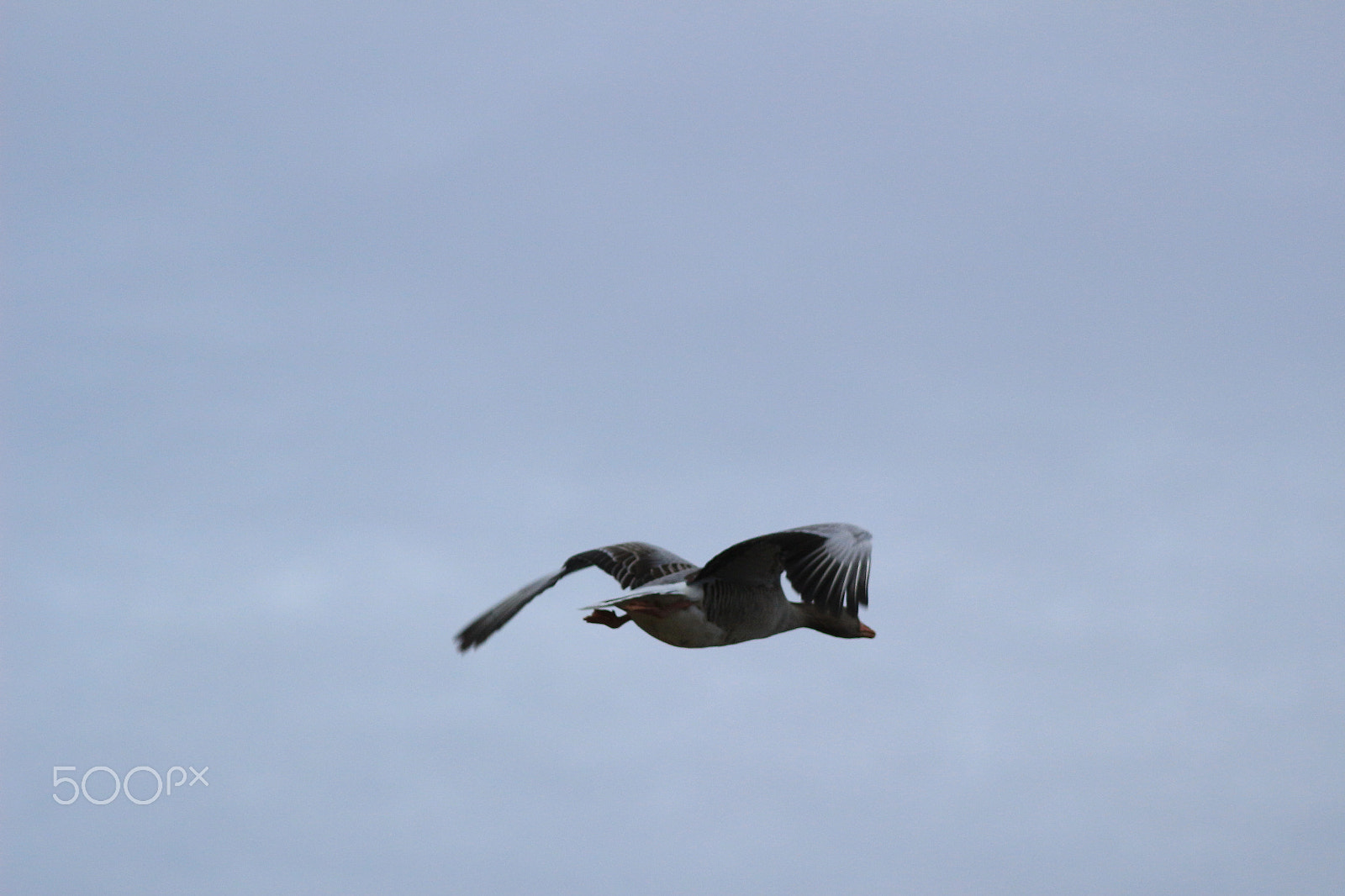 Canon EF 100-300mm f/5.6 sample photo. Goose in the air photography