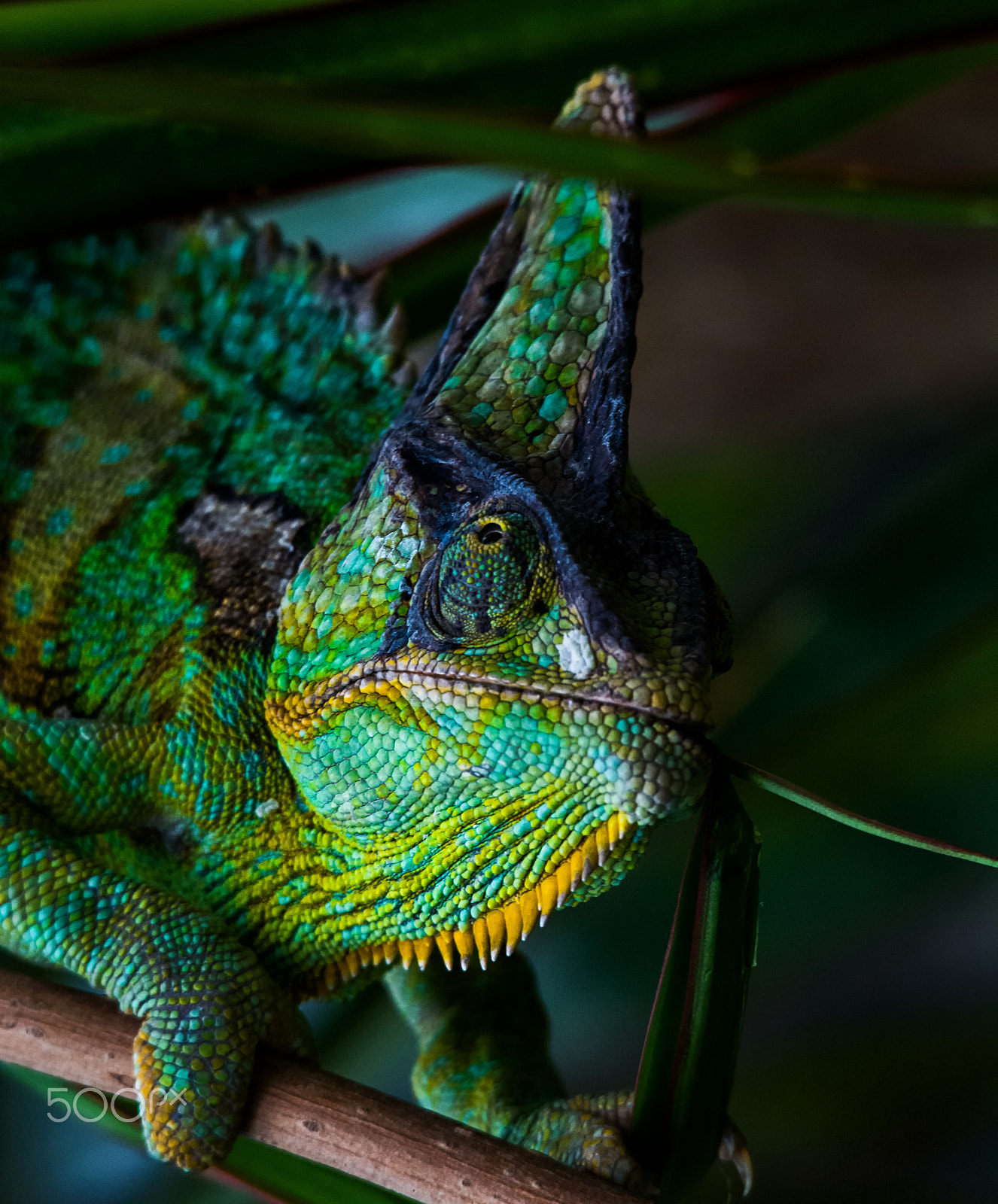 Sigma 120-400mm F4.5-5.6 DG OS HSM sample photo. Rango photography