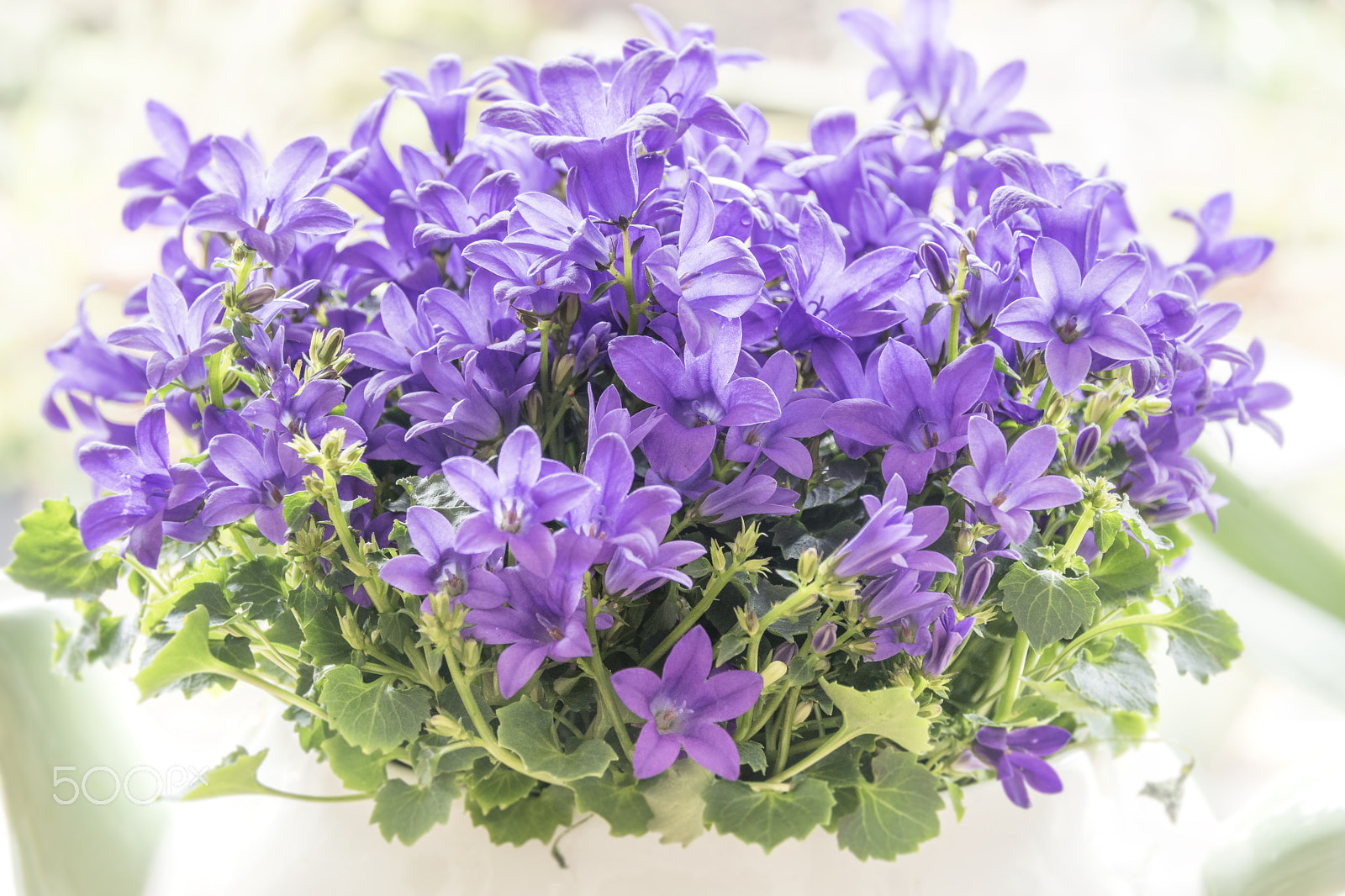 Sigma 18-250mm F3.5-6.3 DC OS HSM sample photo. Campanula photography