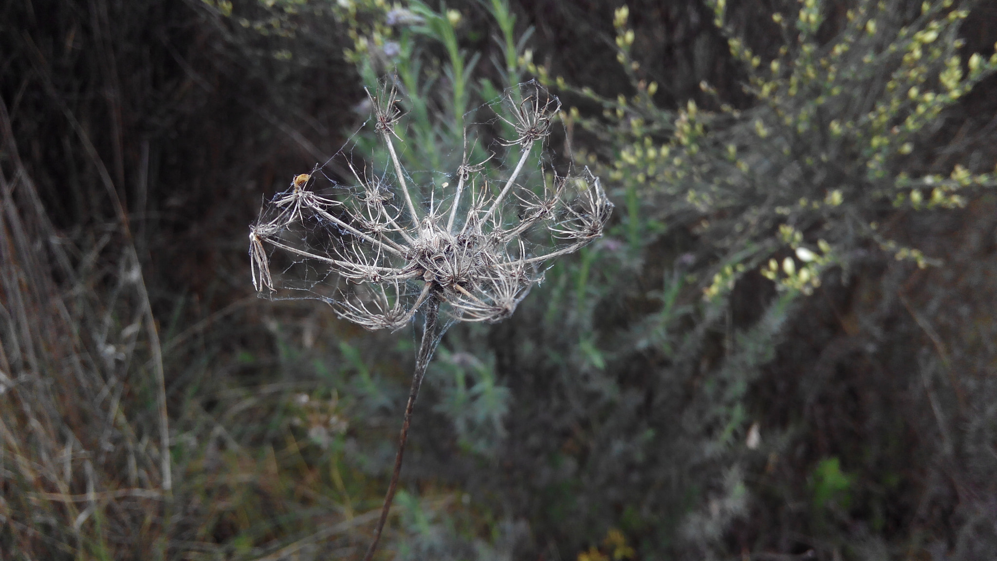 bq Aquaris E5 FHD sample photo. Spider web photography