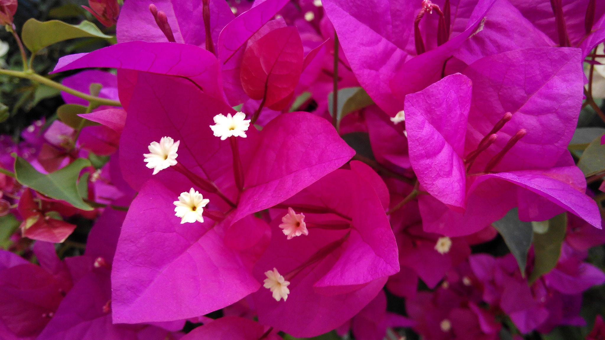 bq Aquaris E5 FHD sample photo. Flowers photography