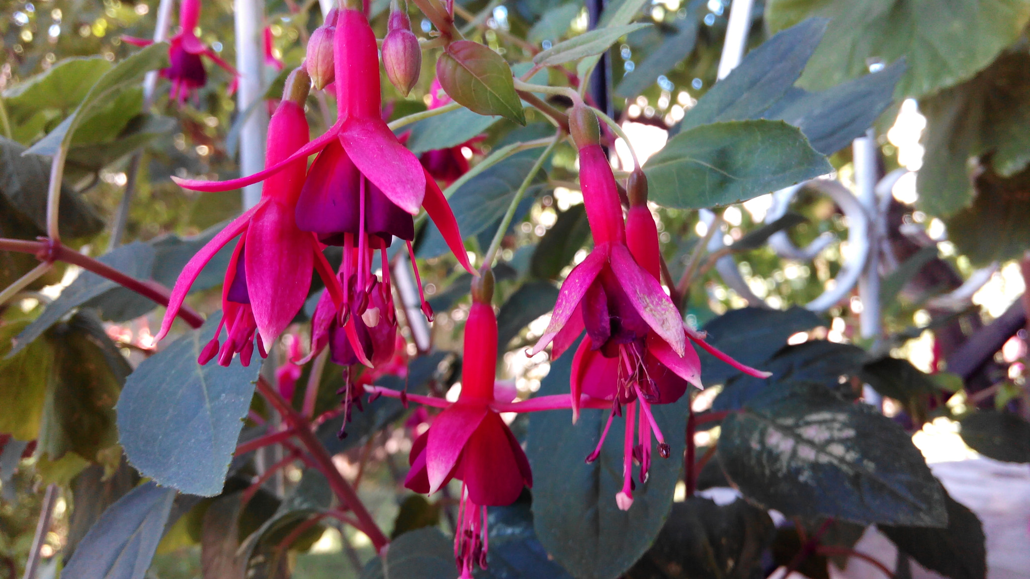 bq Aquaris E5 FHD sample photo. Flowers photography