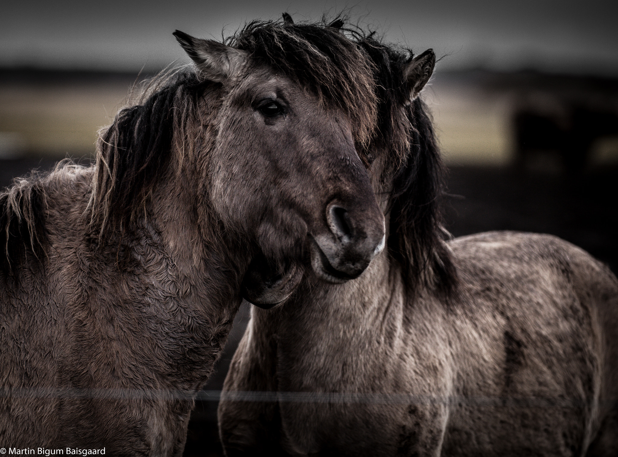 Canon EF 200mm F2.8L II USM sample photo. Heste lillevildmose (horses in nationalpark) photography