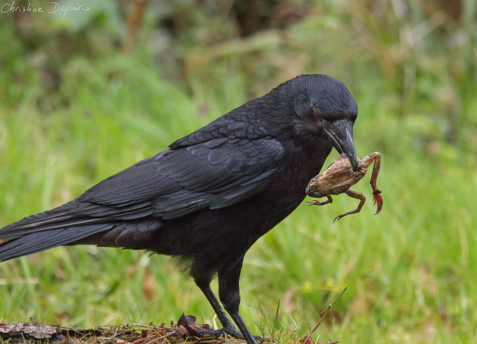 Sigma 150-600mm F5-6.3 DG OS HSM | C sample photo. Carrion crow photography