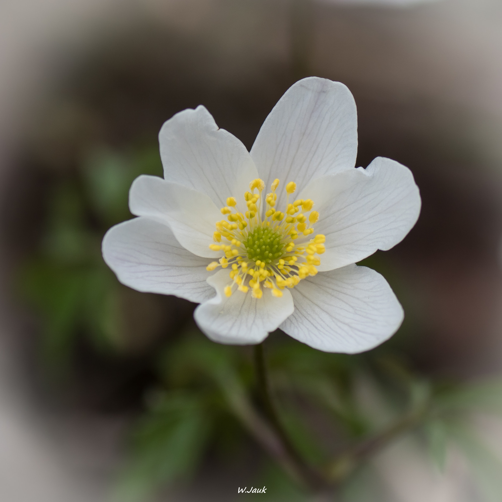 Sony ILCA-77M2 + Tamron SP AF 90mm F2.8 Di Macro sample photo. Buschwindröschen photography