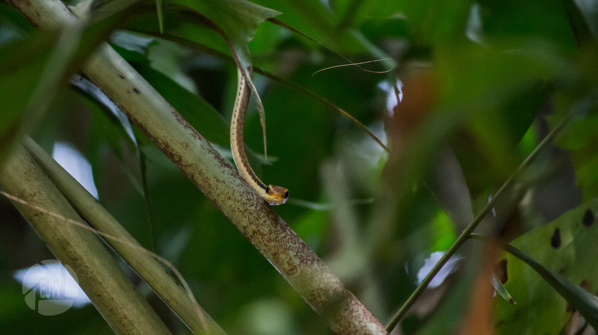 Sony DT 55-200mm F4-5.6 SAM sample photo. Tree snake photography