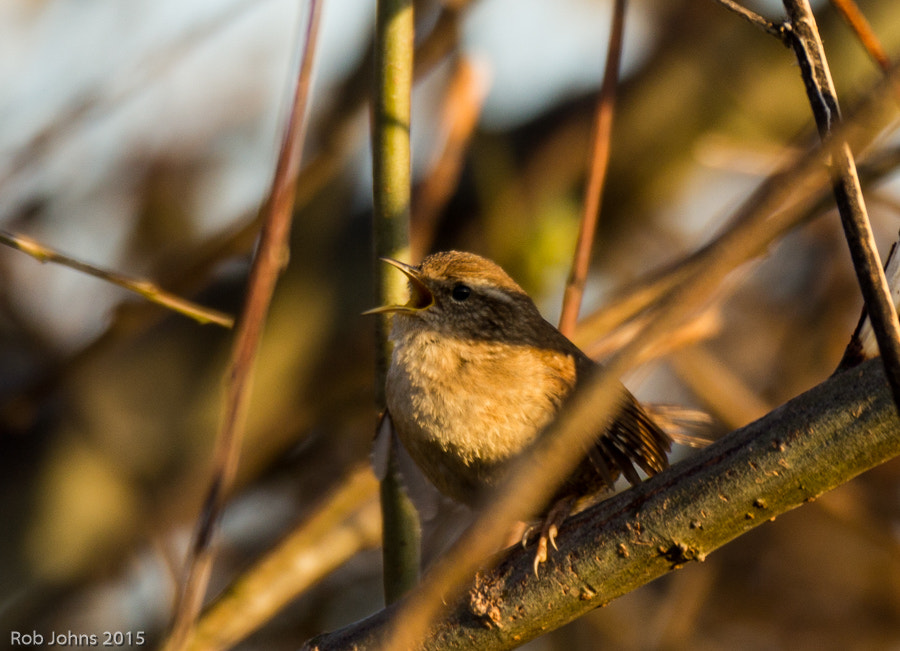 Canon EF 100-400mm F4.5-5.6L IS USM sample photo. Untitled photography