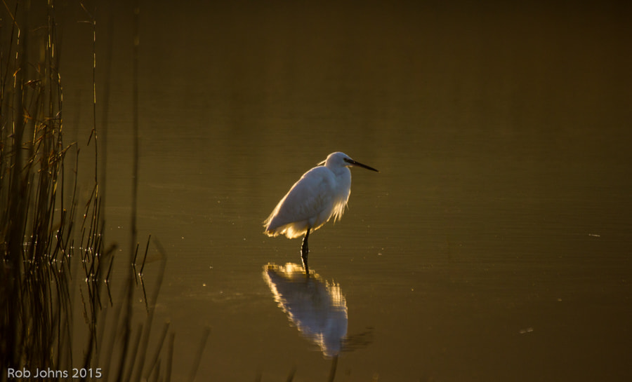 Canon EF 100-400mm F4.5-5.6L IS USM sample photo. Untitled photography