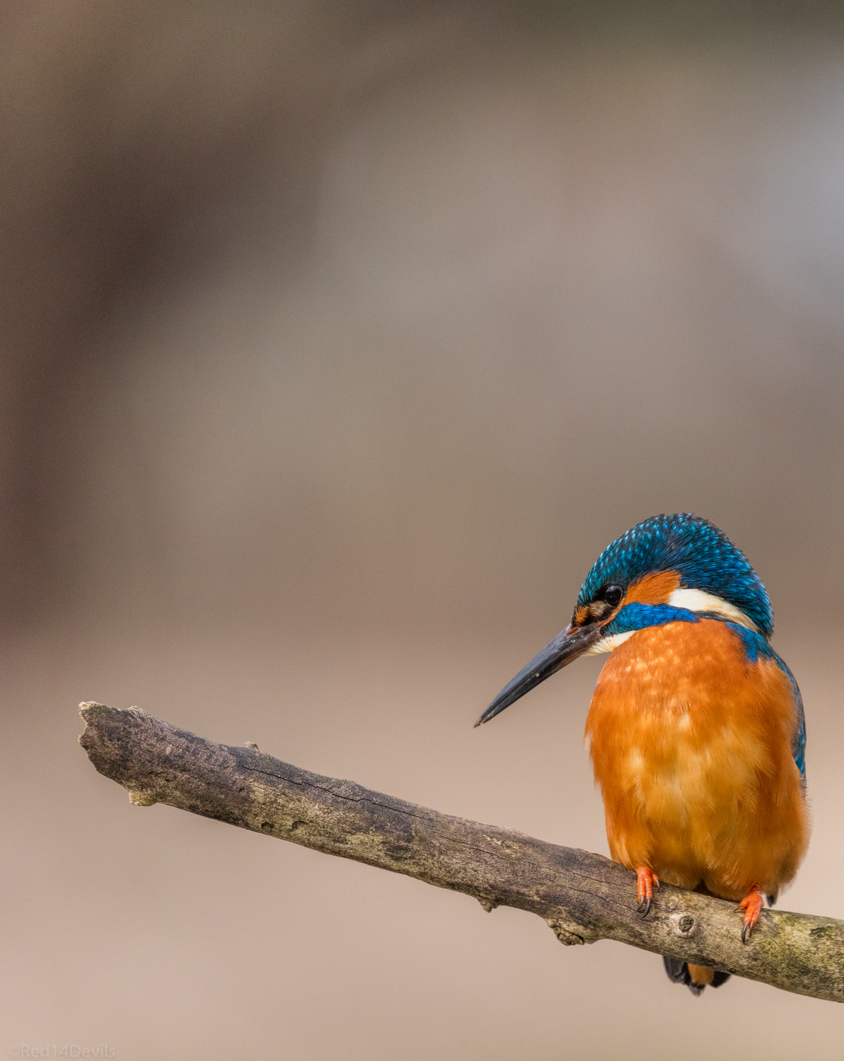 Canon EF 100-400mm F4.5-5.6L IS II USM sample photo. Kingfisher photography