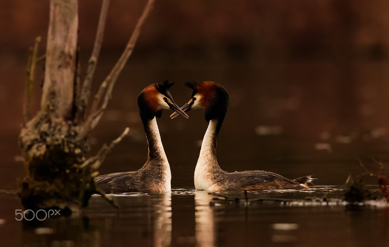 Canon EOS 760D (EOS Rebel T6s / EOS 8000D) + Canon EF 400mm F5.6L USM sample photo. Potápka roháč photography