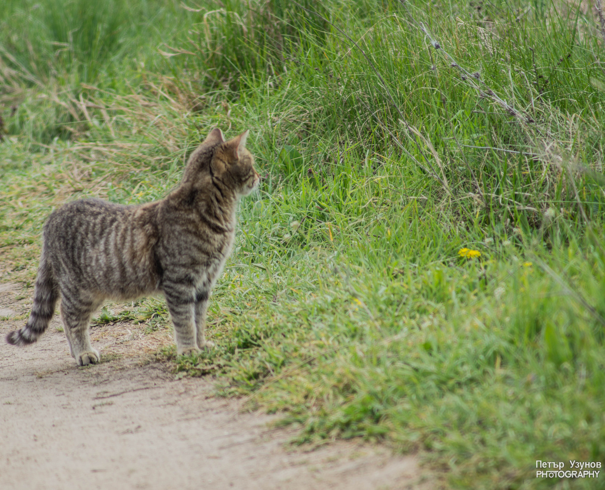 Sony SLT-A58 + Minolta AF 80-200mm F4.5-5.6 sample photo. Cat photography