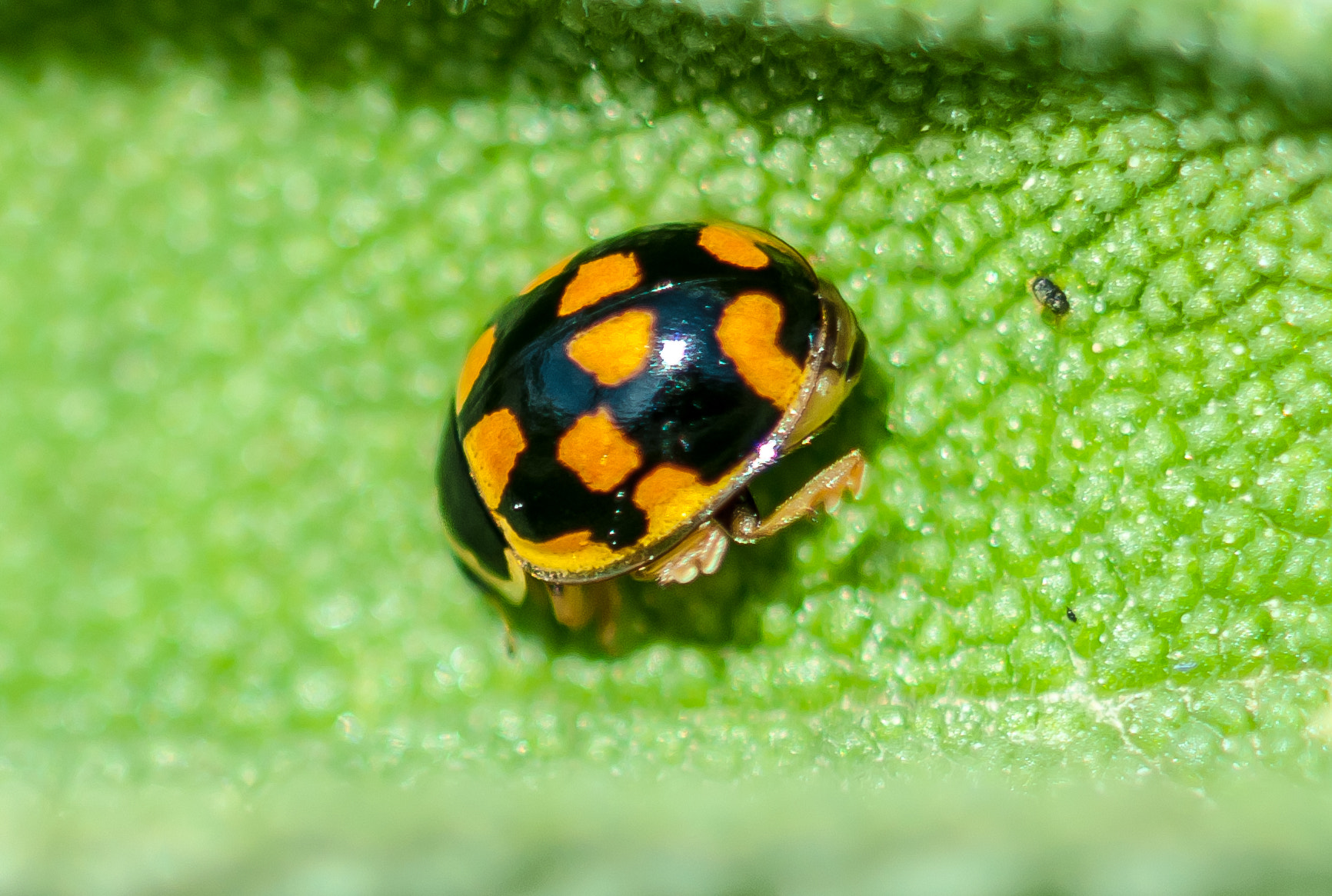 Coccinella Sospita vigintiguttata