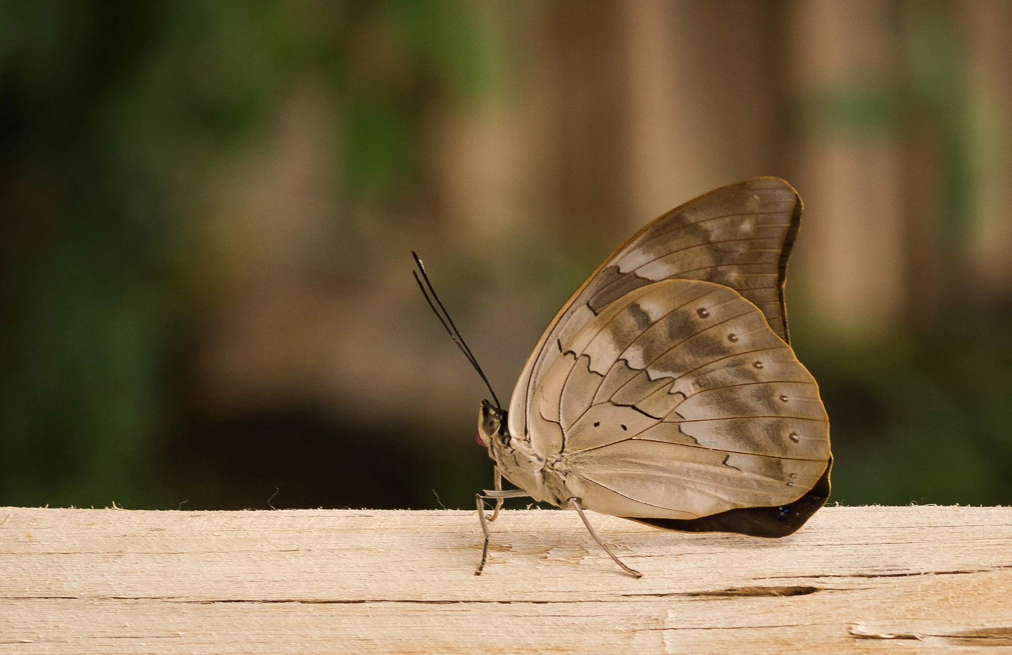 Sony SLT-A77 + Sigma 30mm F1.4 EX DC HSM sample photo. Butterfly photography