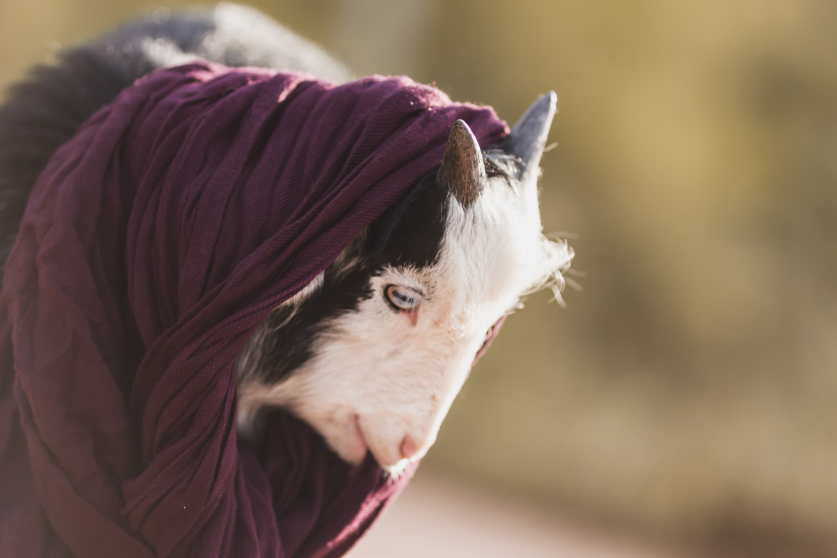 Canon EOS 550D (EOS Rebel T2i / EOS Kiss X4) + Canon EF 135mm F2L USM sample photo. Modest goat photography