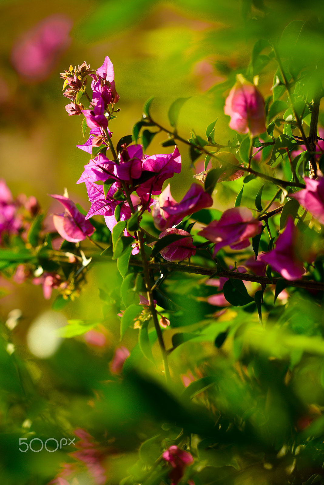 Nikon AF-S Nikkor 70-200mm F2.8G ED VR II sample photo. Purple photography