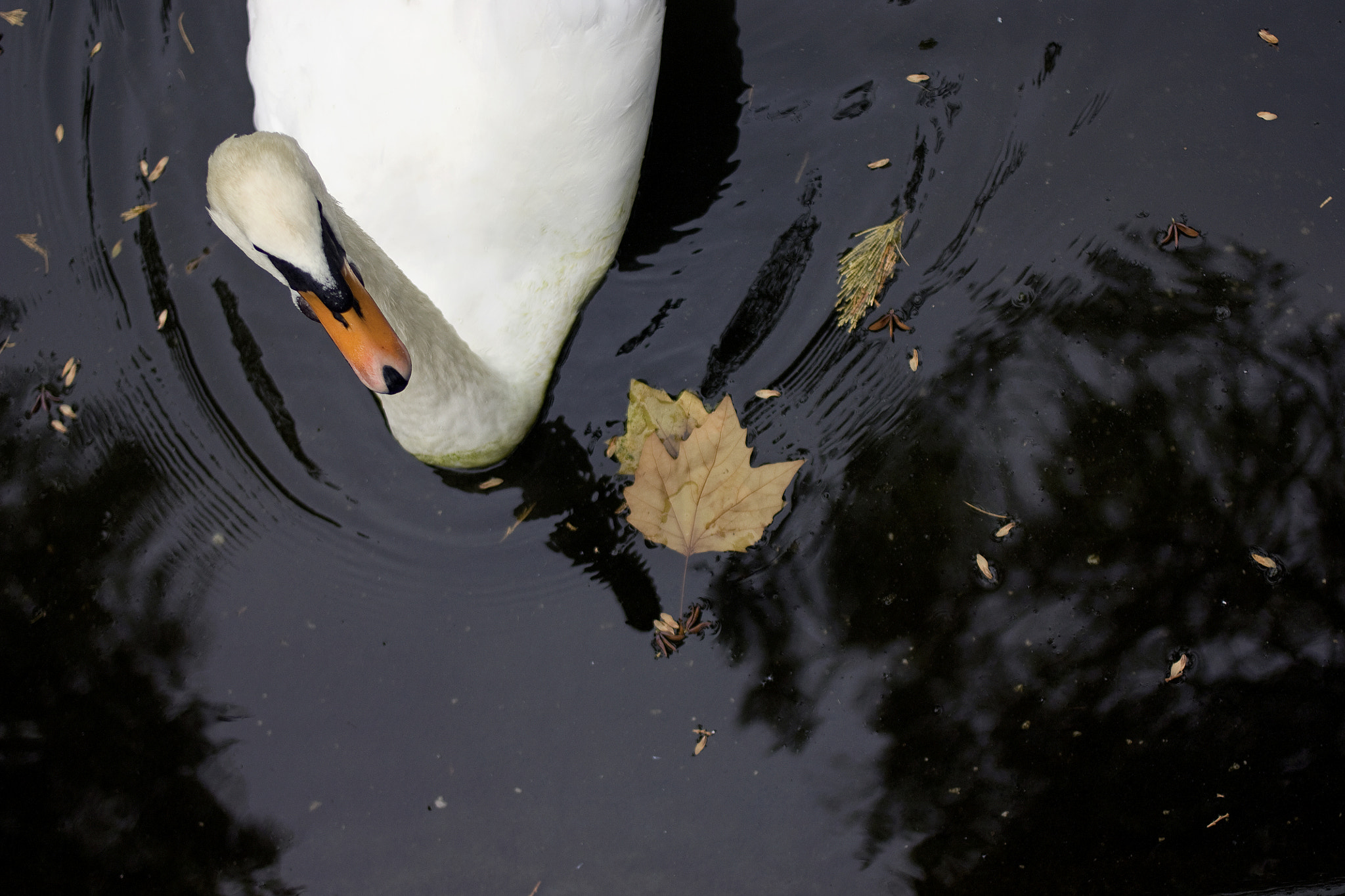 Canon EOS 450D (EOS Rebel XSi / EOS Kiss X2) + Canon EF 35mm F2 sample photo. The swan photography