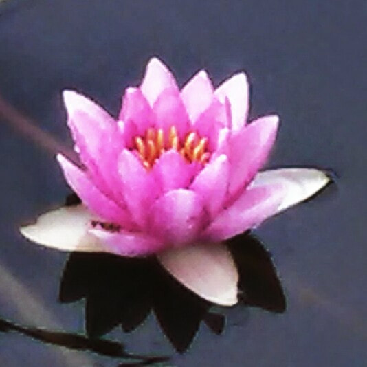 Motorola DROID RAZR HD sample photo. Water lily  photography