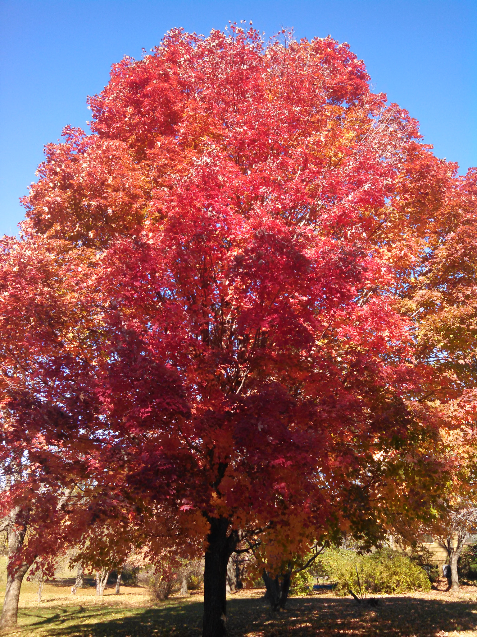 Motorola DROID RAZR HD sample photo. Fall bliss photography