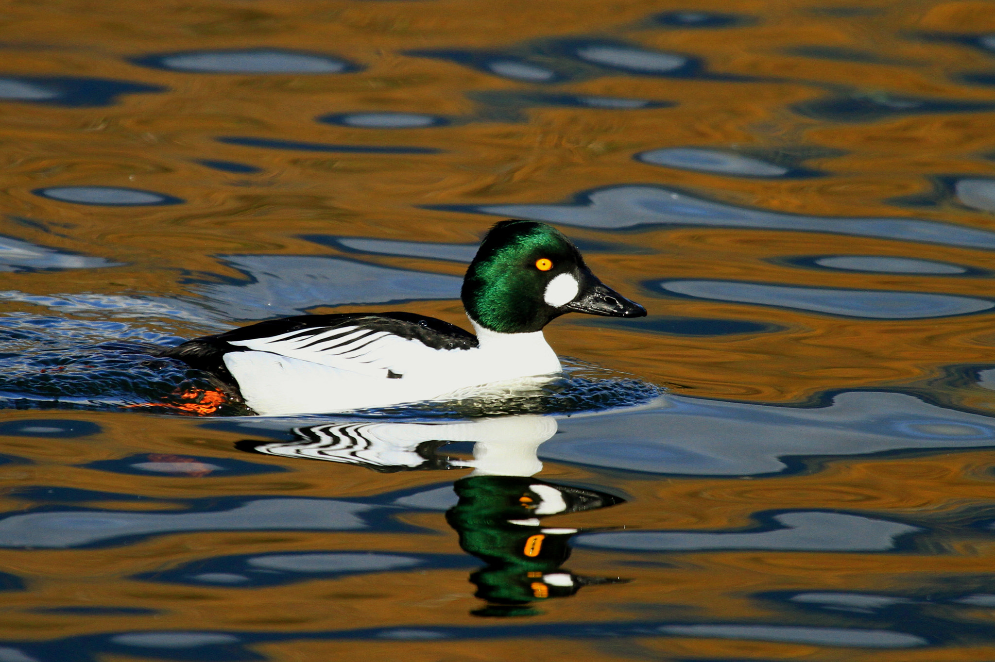 Canon EF 100-400mm F4.5-5.6L IS USM sample photo. Goldeneye photography