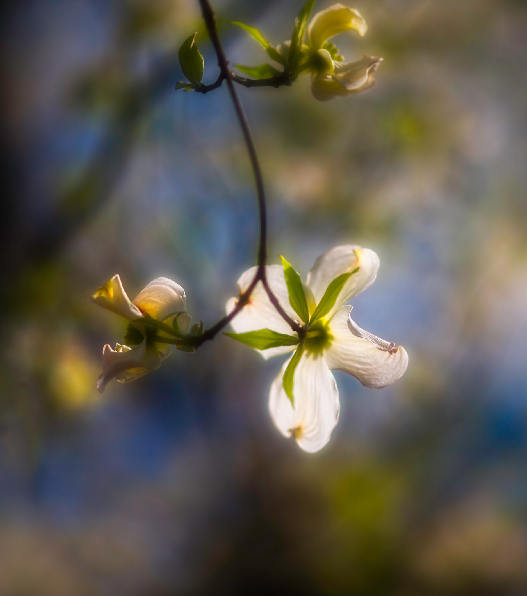 Canon EOS-1D X + ZEISS Milvus 100mm F2 Macro sample photo. Dark side of the flower photography