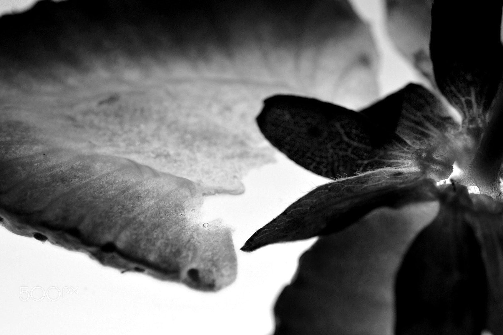 Nikon AF-S Micro-Nikkor 60mm F2.8G ED sample photo. Lightbox photography
