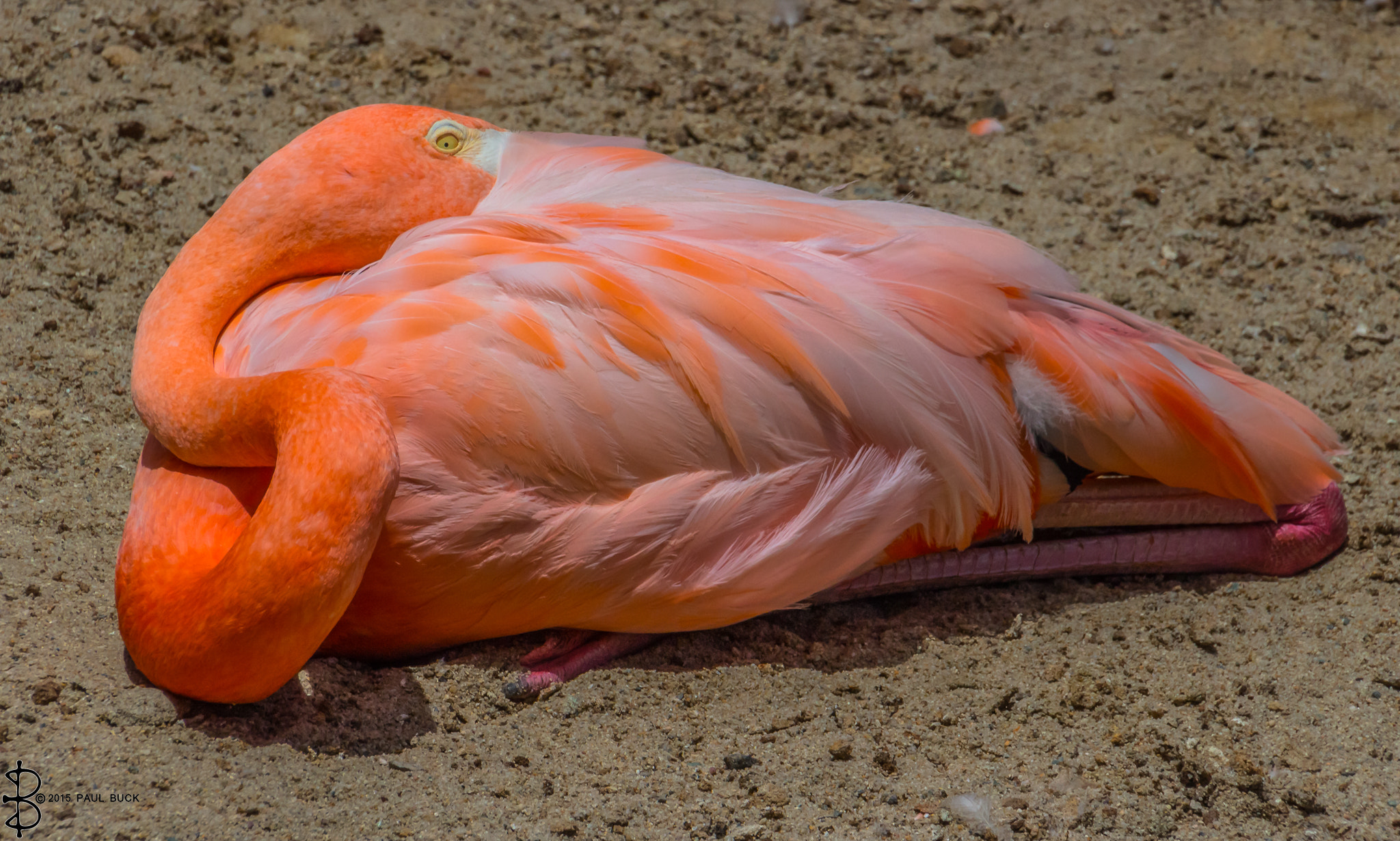 Canon EOS 650D (EOS Rebel T4i / EOS Kiss X6i) + Tamron 18-270mm F3.5-6.3 Di II VC PZD sample photo. Carribean flamingo in a neat package photography
