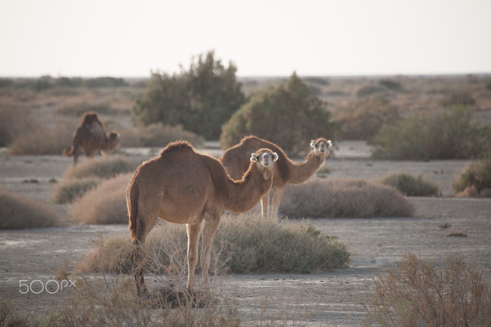 Canon EF 100-400mm F4.5-5.6L IS USM sample photo. Camels in desert photography