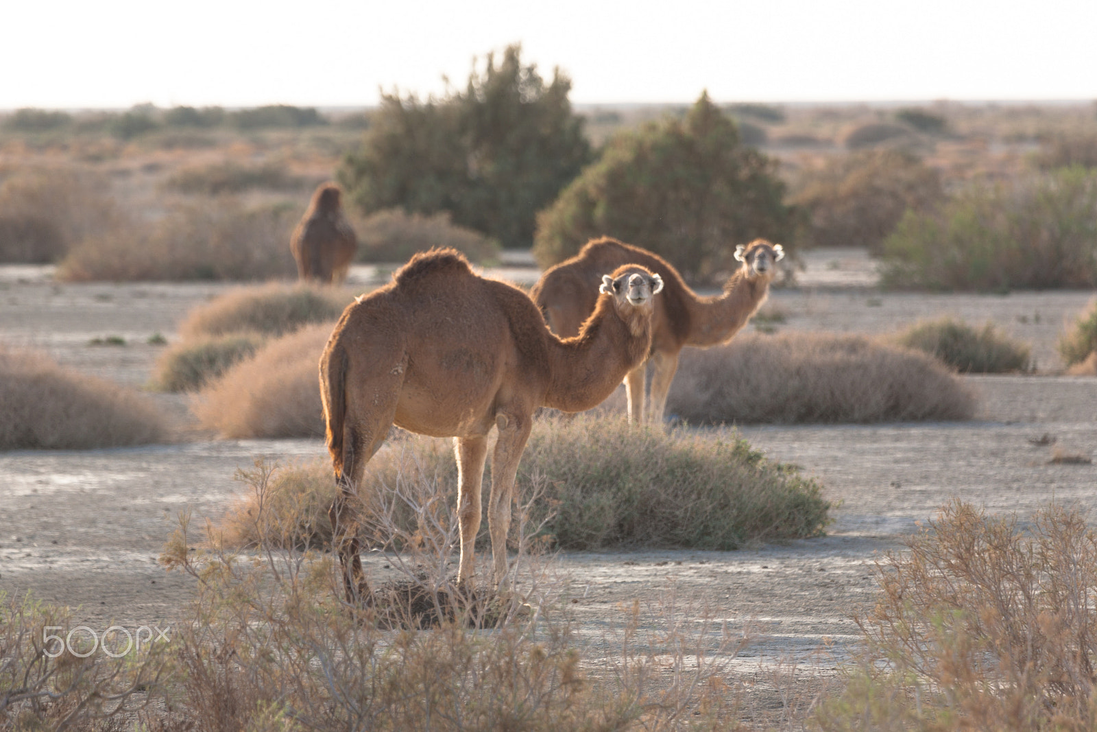 Canon EF 100-400mm F4.5-5.6L IS USM sample photo. Camels in desert photography