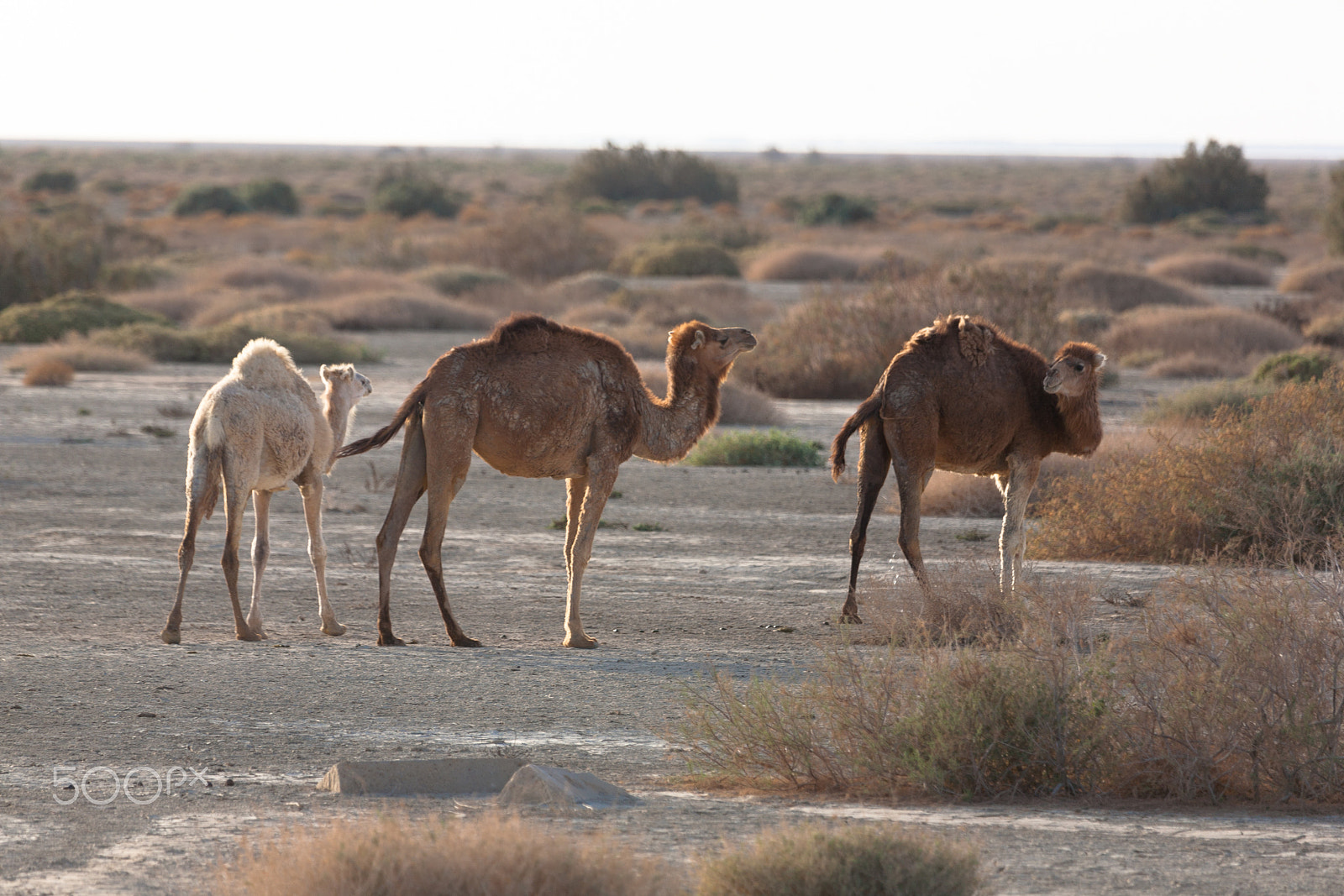 Canon EF 100-400mm F4.5-5.6L IS USM sample photo. Camels in desert photography