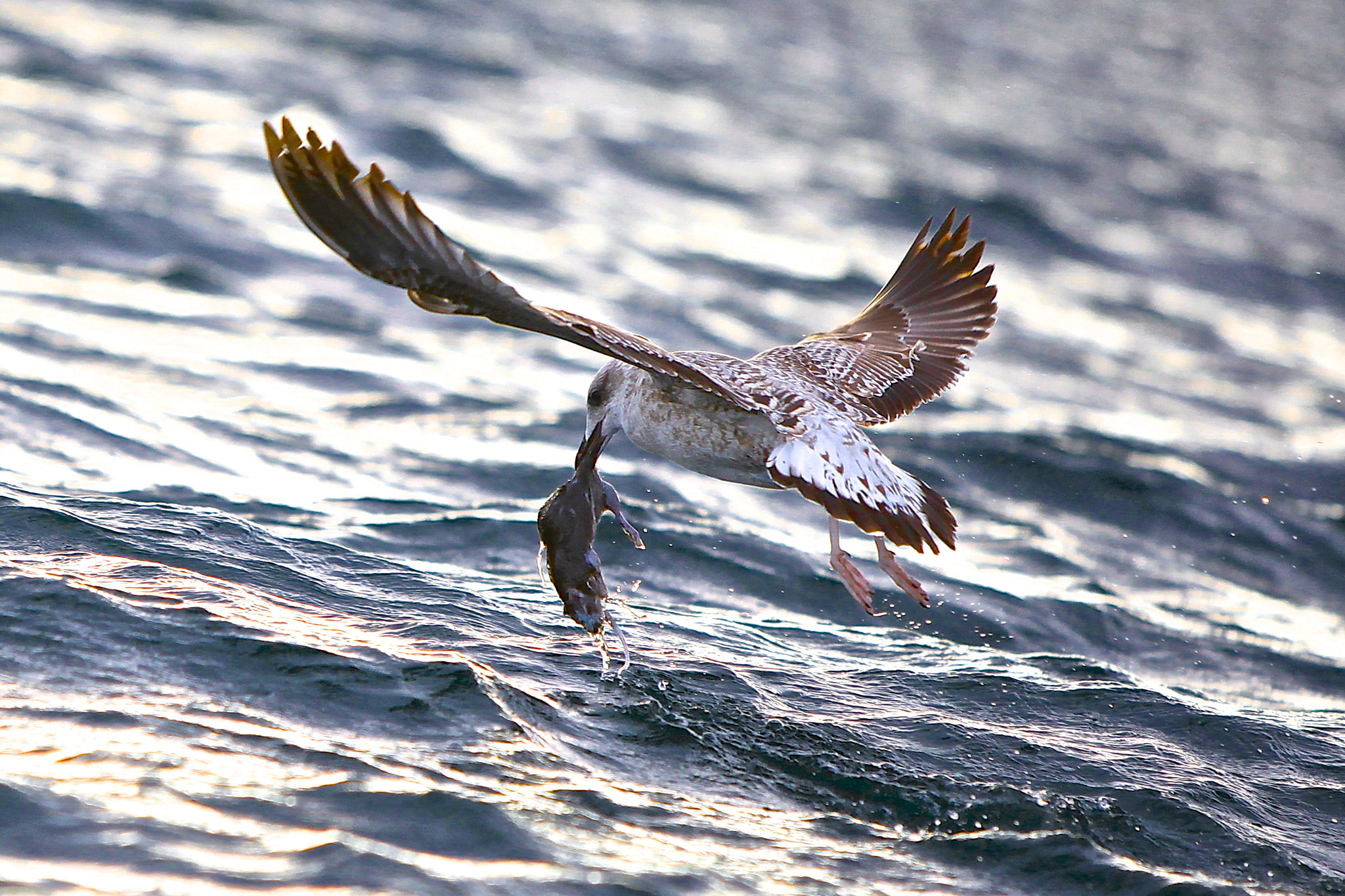 Canon EOS 5D Mark II + Canon EF 135mm F2.8 SF sample photo. Young seagull with easy prey photography