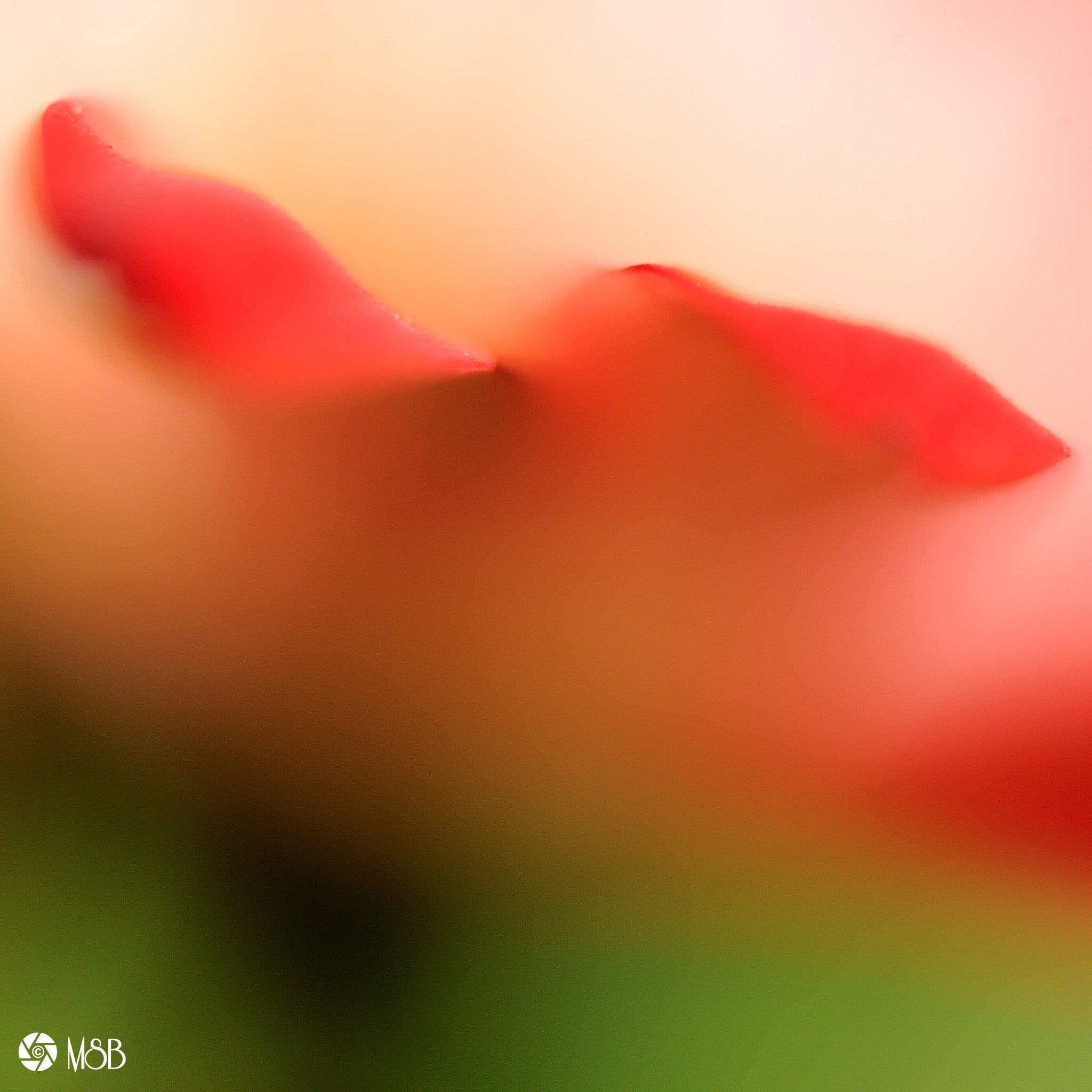 Nikon AF-S Micro-Nikkor 60mm F2.8G ED sample photo