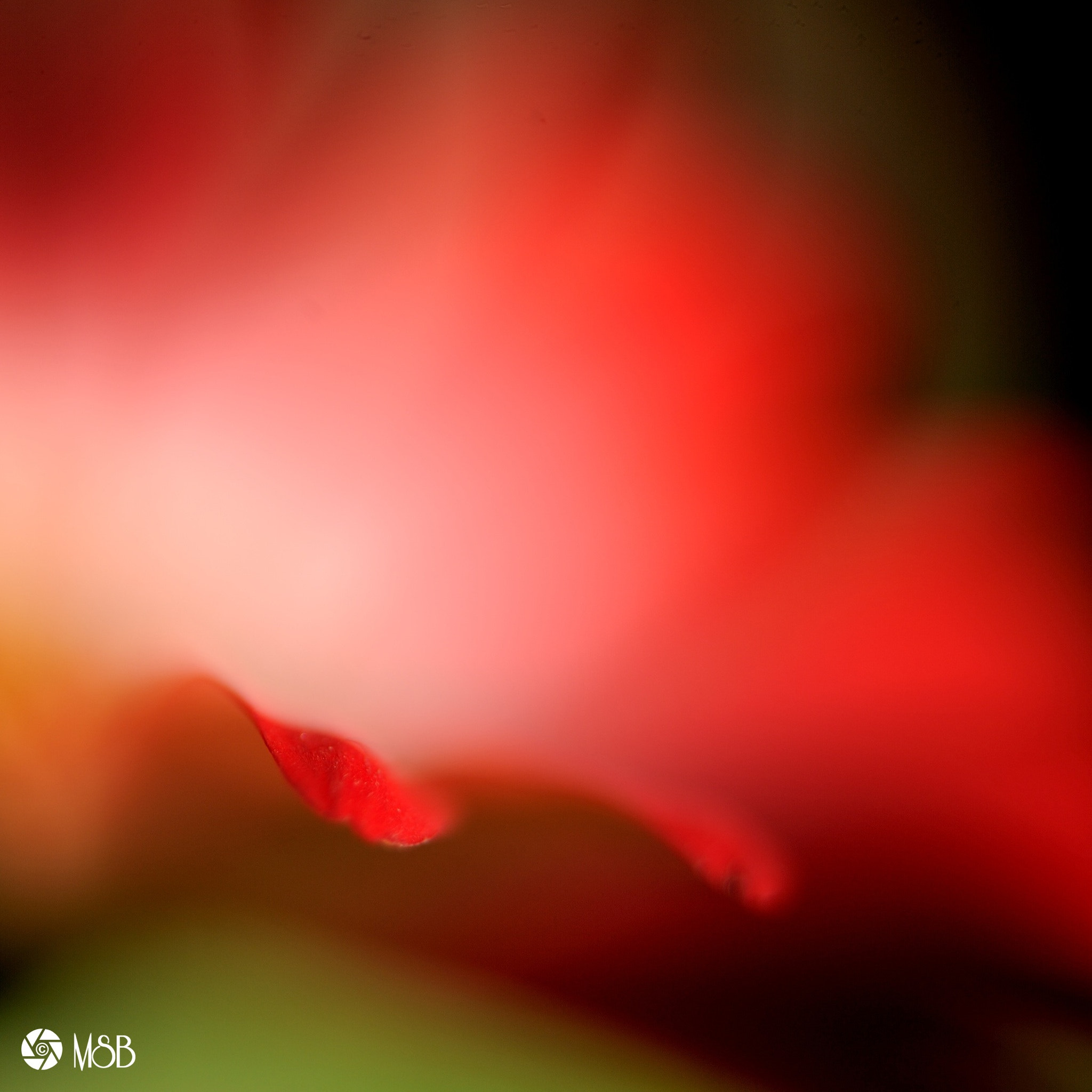 Nikon AF-S Micro-Nikkor 60mm F2.8G ED sample photo