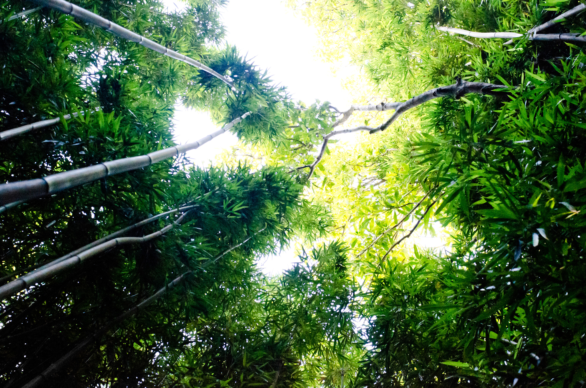 Nikon D7000 + Nikon AF Nikkor 28mm F2.8D sample photo. Bamboo forest photography