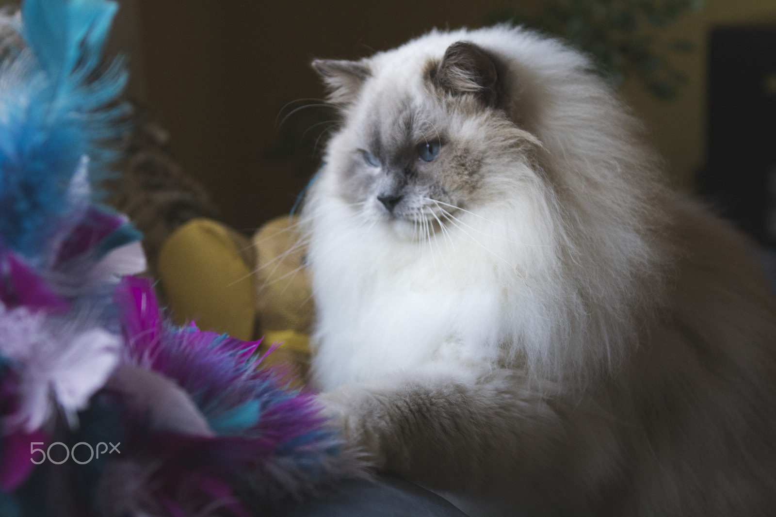 Canon EOS 750D (EOS Rebel T6i / EOS Kiss X8i) + Canon EF 24-70mm F2.8L USM sample photo. Ragdoll -cat photography