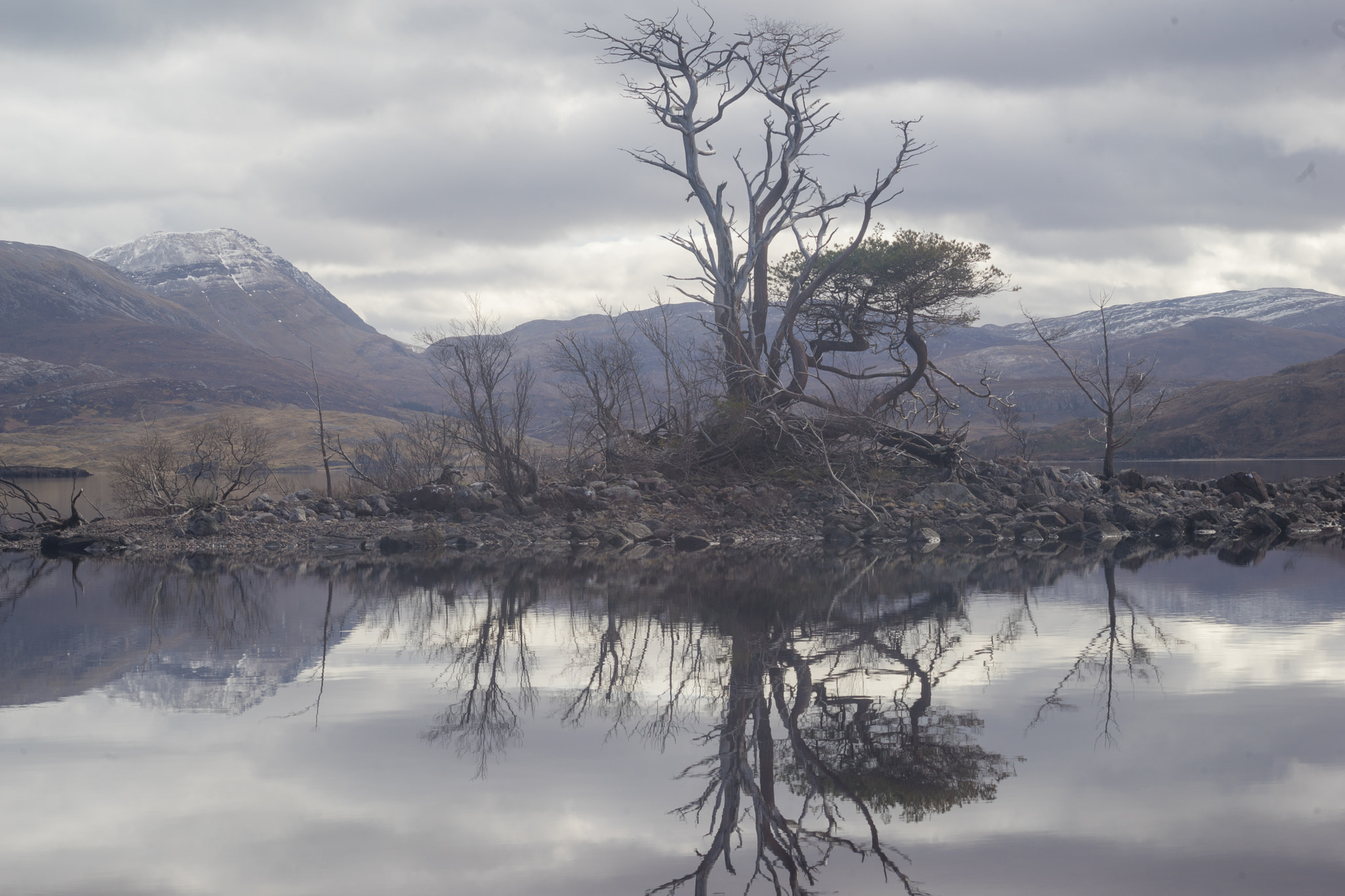 Sony a7 II sample photo. Loch assynt tree, sutherland photography