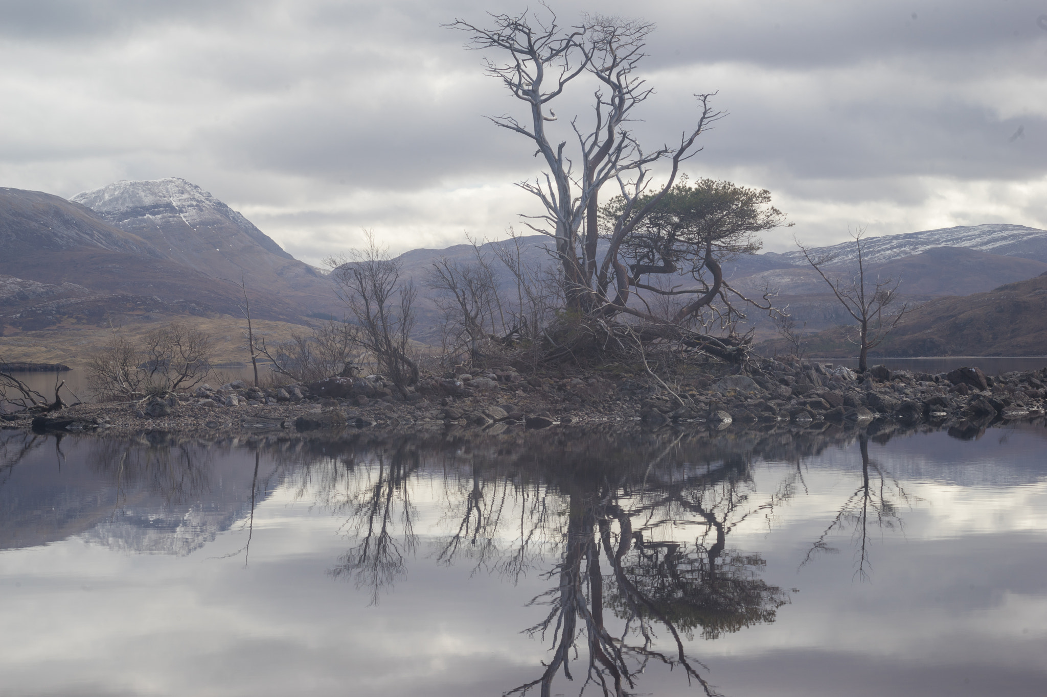 Minolta AF 70-210mm F4 Macro sample photo. Loch assynt tree, sutherland photography