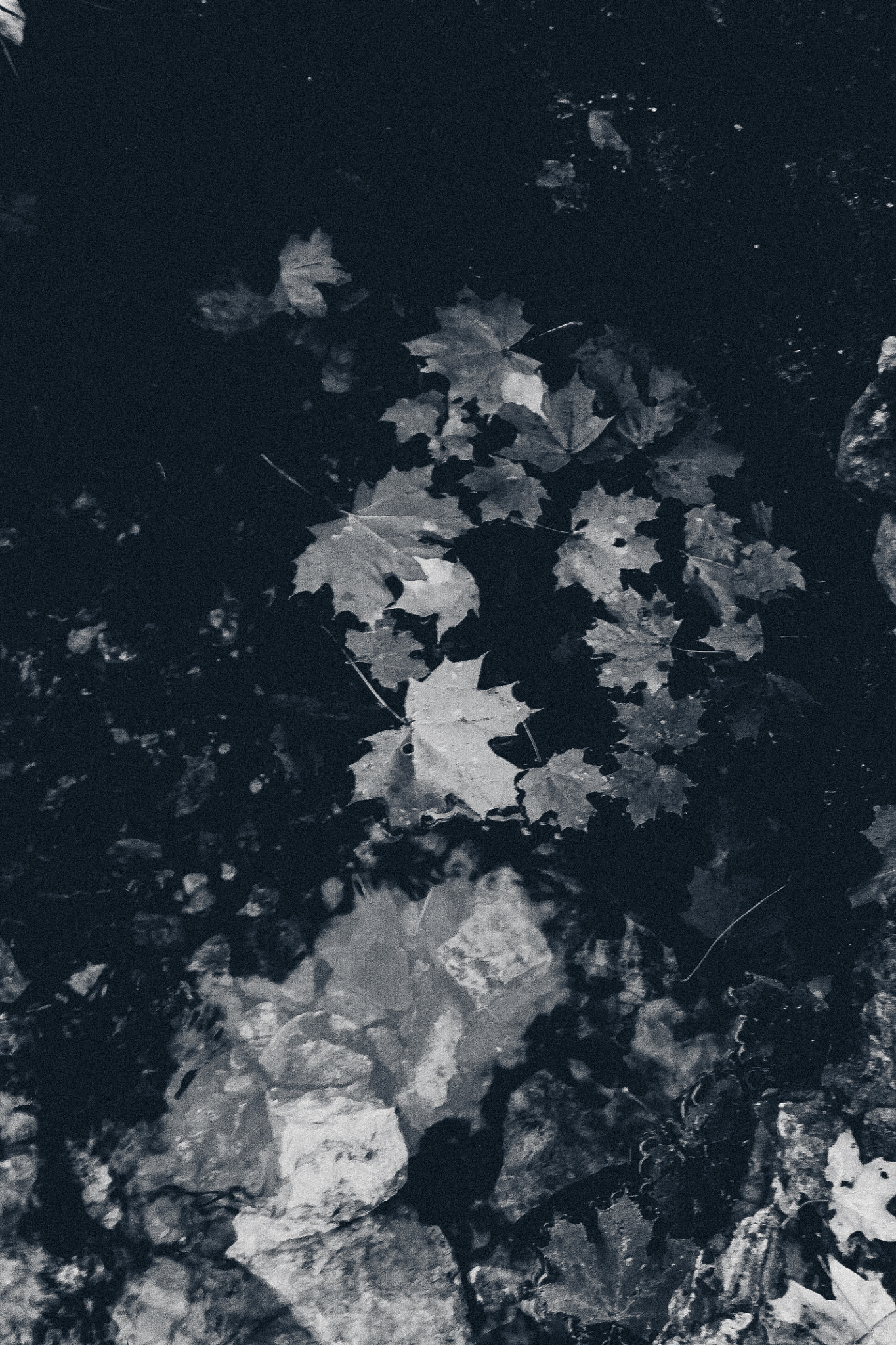 Canon EF 28-105mm f/3.5-4.5 USM sample photo. Dead leaves in the dark water photography